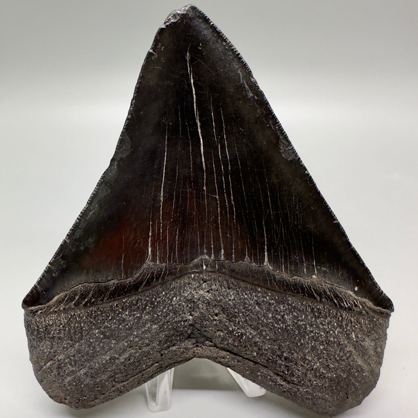 Dark Colors 4.67" Fossil Megalodon Tooth from South Carolina MJ160 - Back