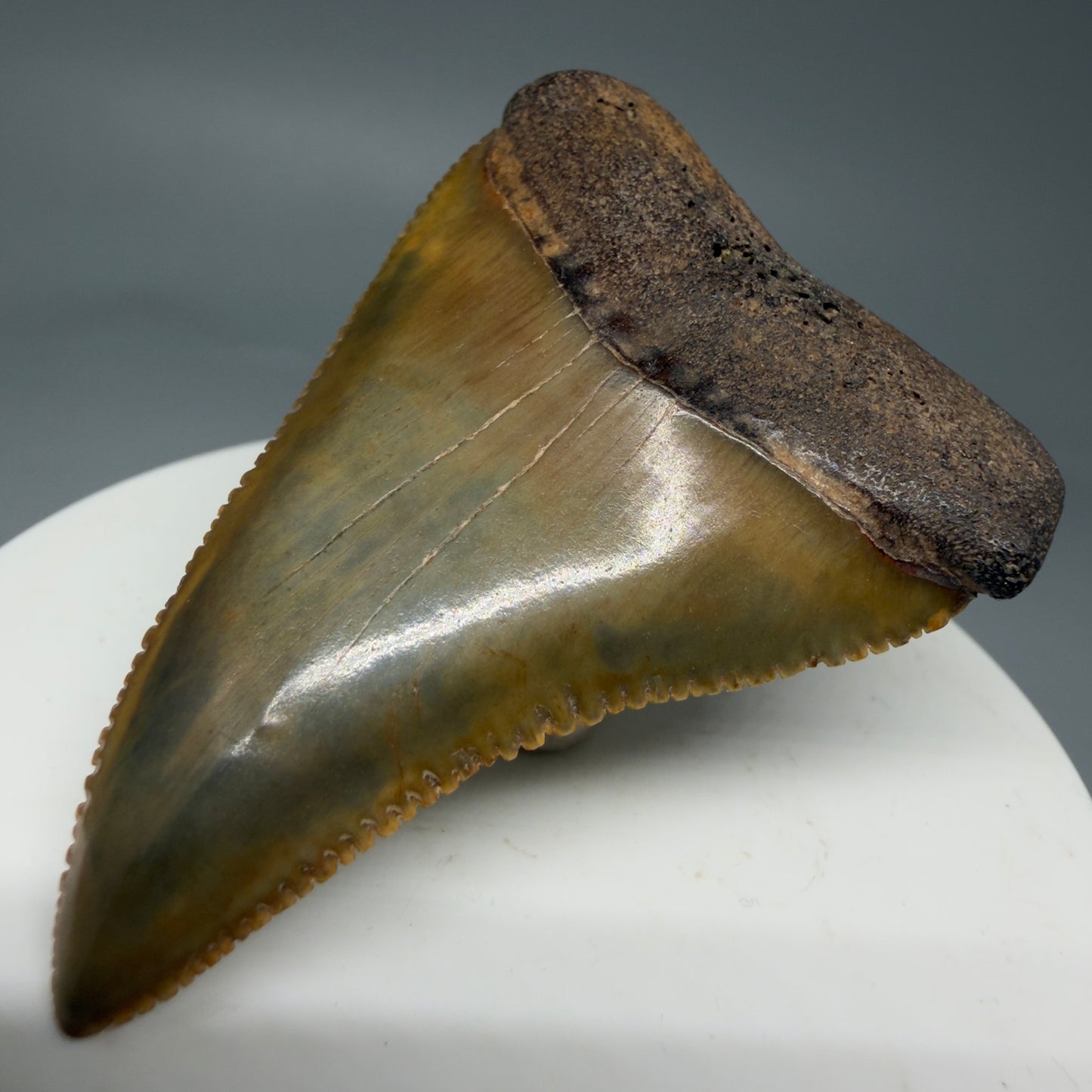 Front Right View 2.29" Fossil Great White Shark Tooth - Cooper River, SC - Colorful, sharply serrated GW1272
