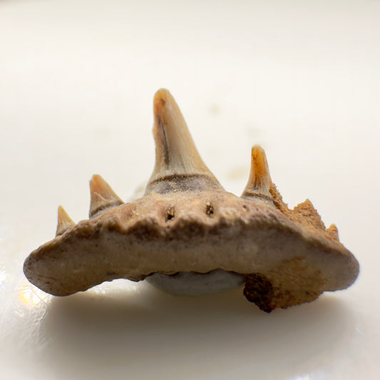 0.49" Fossil Paraorthacodus nerviensis Shark Tooth from Western Kazakhstan - Rare Specimen R539 - Front
