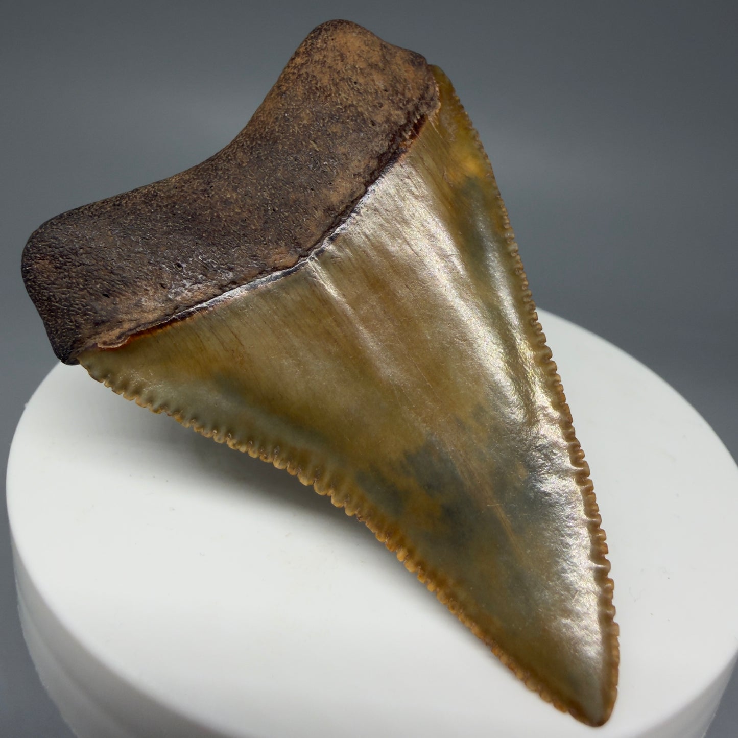 Back Left View 2.29" Fossil Great White Shark Tooth - Cooper River, SC - Colorful, sharply serrated GW1272