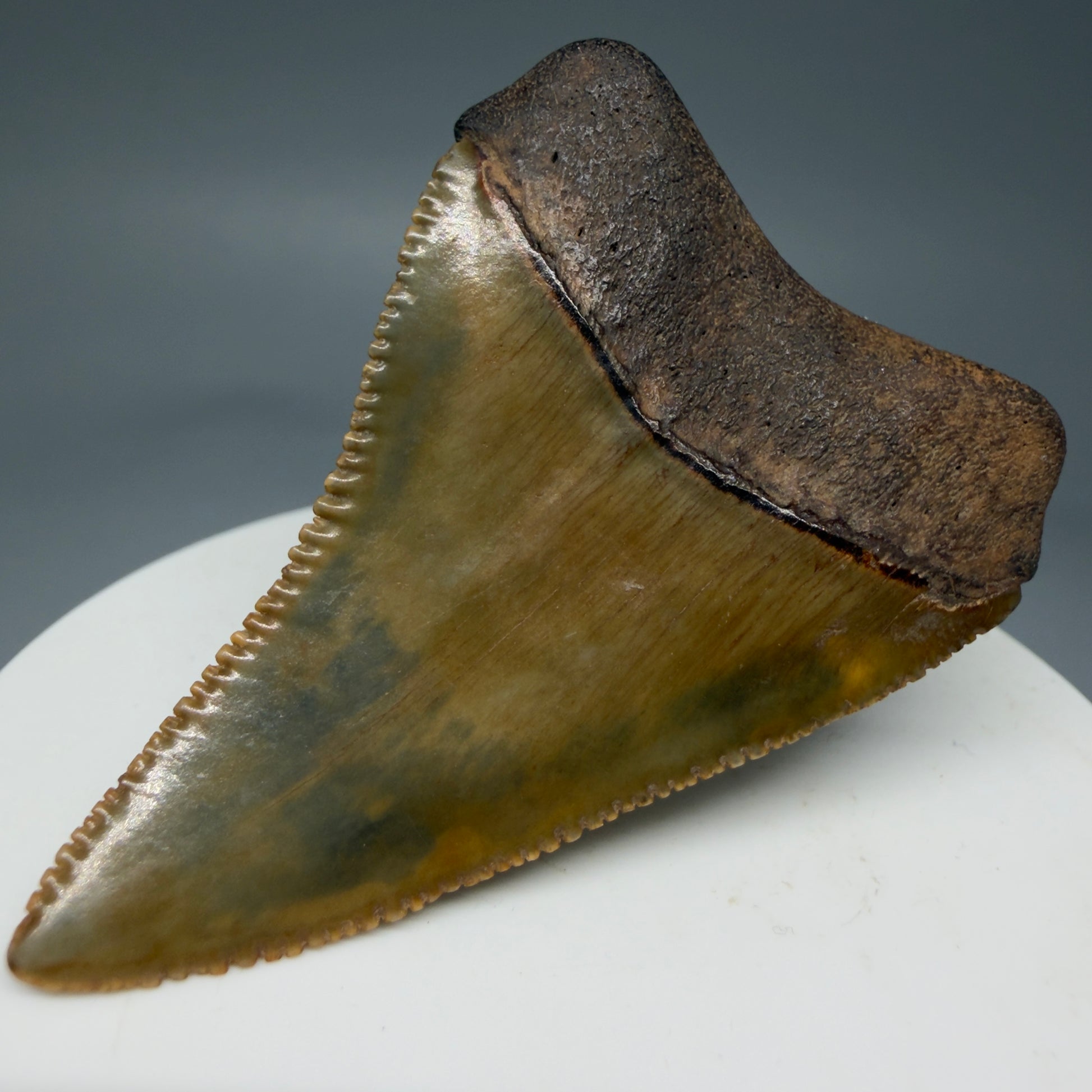 Back Right View 2.29" Fossil Great White Shark Tooth - Cooper River, SC - Colorful, sharply serrated GW1272