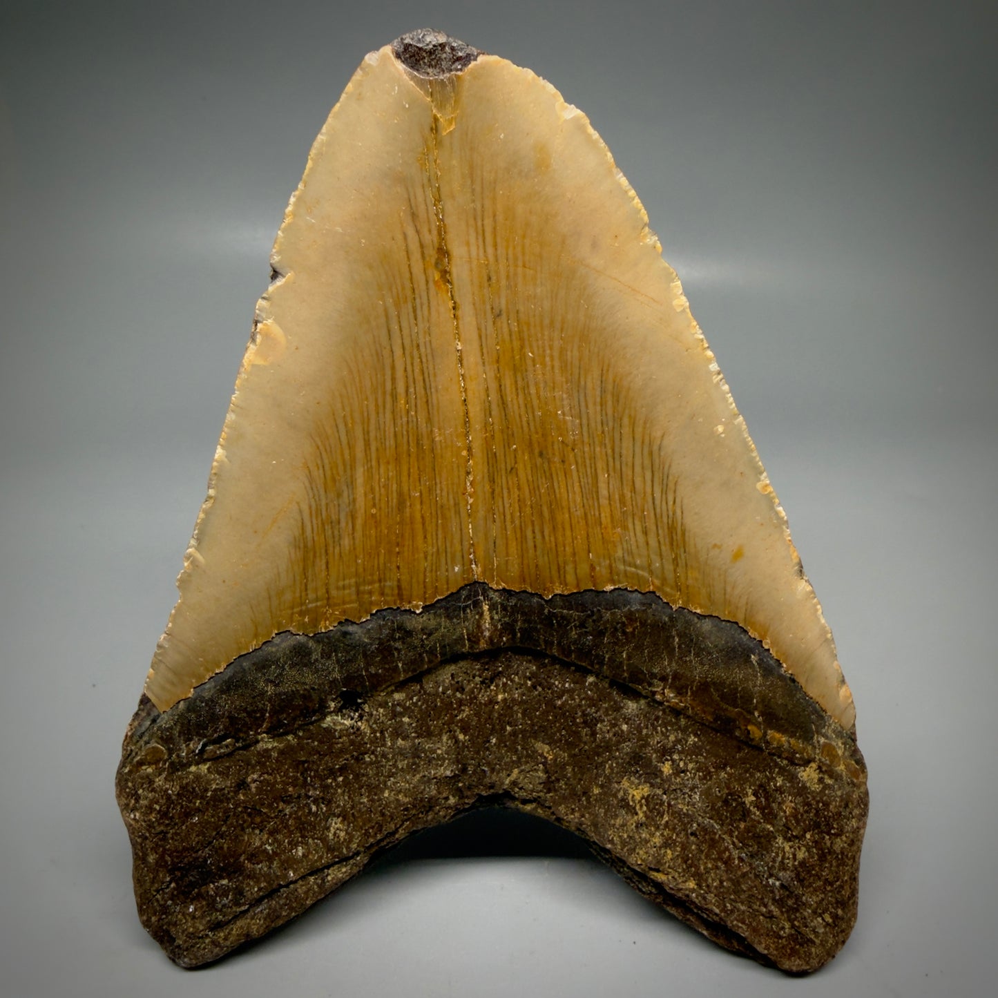 Back View Colorful, affordable 5.55" Authentic Megalodon Tooth – North Carolina Fossil | Carcharocles megalodon CM6167 