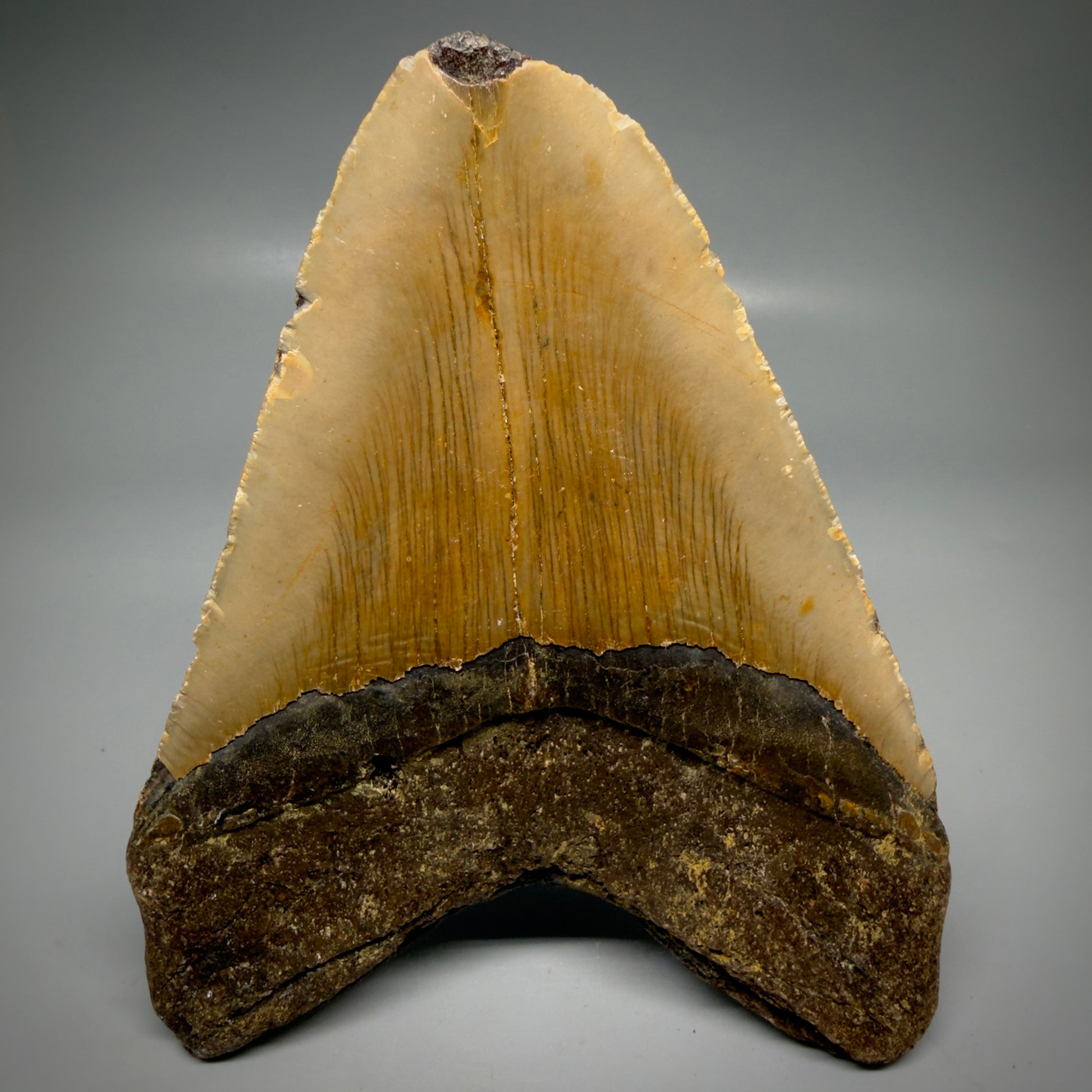 Back View Colorful, affordable 5.55" Authentic Megalodon Tooth – North Carolina Fossil | Carcharocles megalodon CM6167 