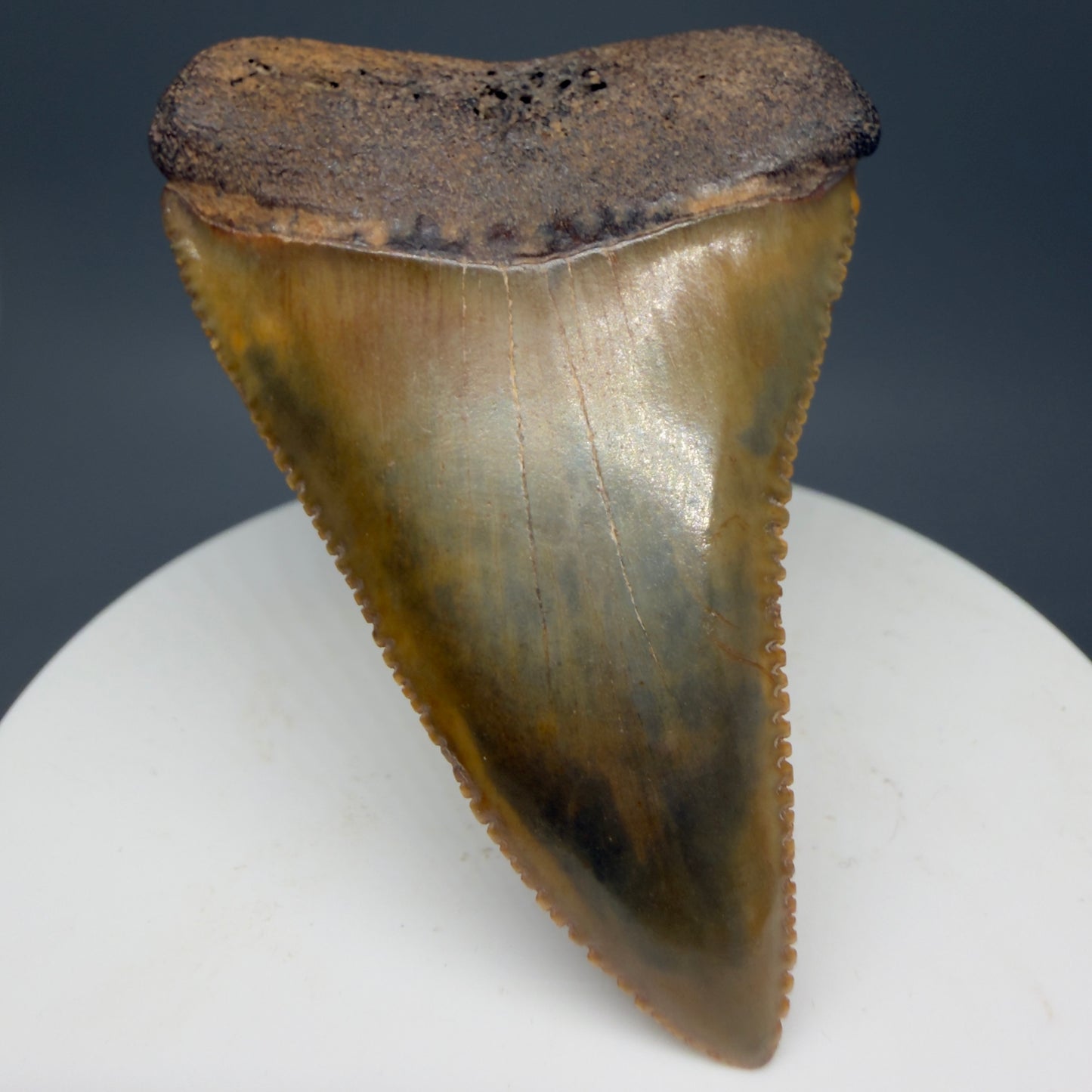 Front View 2.29" Fossil Great White Shark Tooth - Cooper River, SC - Colorful, sharply serrated GW1272 - 3