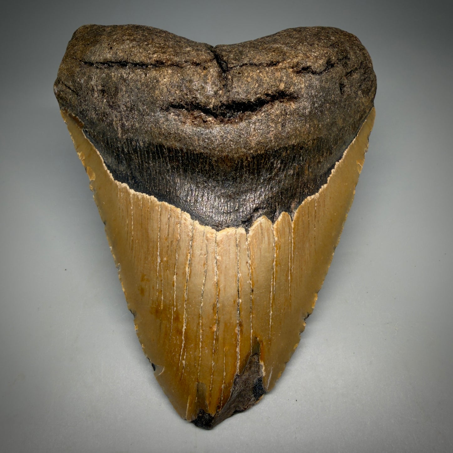 Front View Colorful, affordable 5.55" Authentic Megalodon Tooth – North Carolina Fossil | Carcharocles megalodon CM6167  - 1