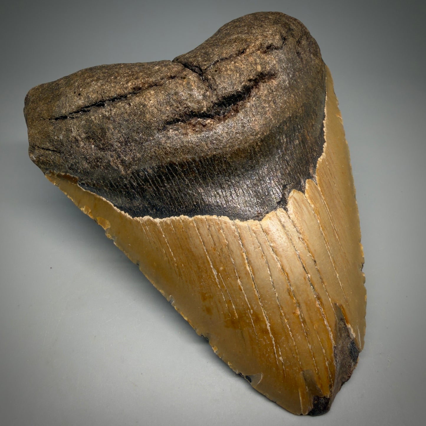 Front Left View Colorful, affordable 5.55" Authentic Megalodon Tooth – North Carolina Fossil | Carcharocles megalodon CM6167 