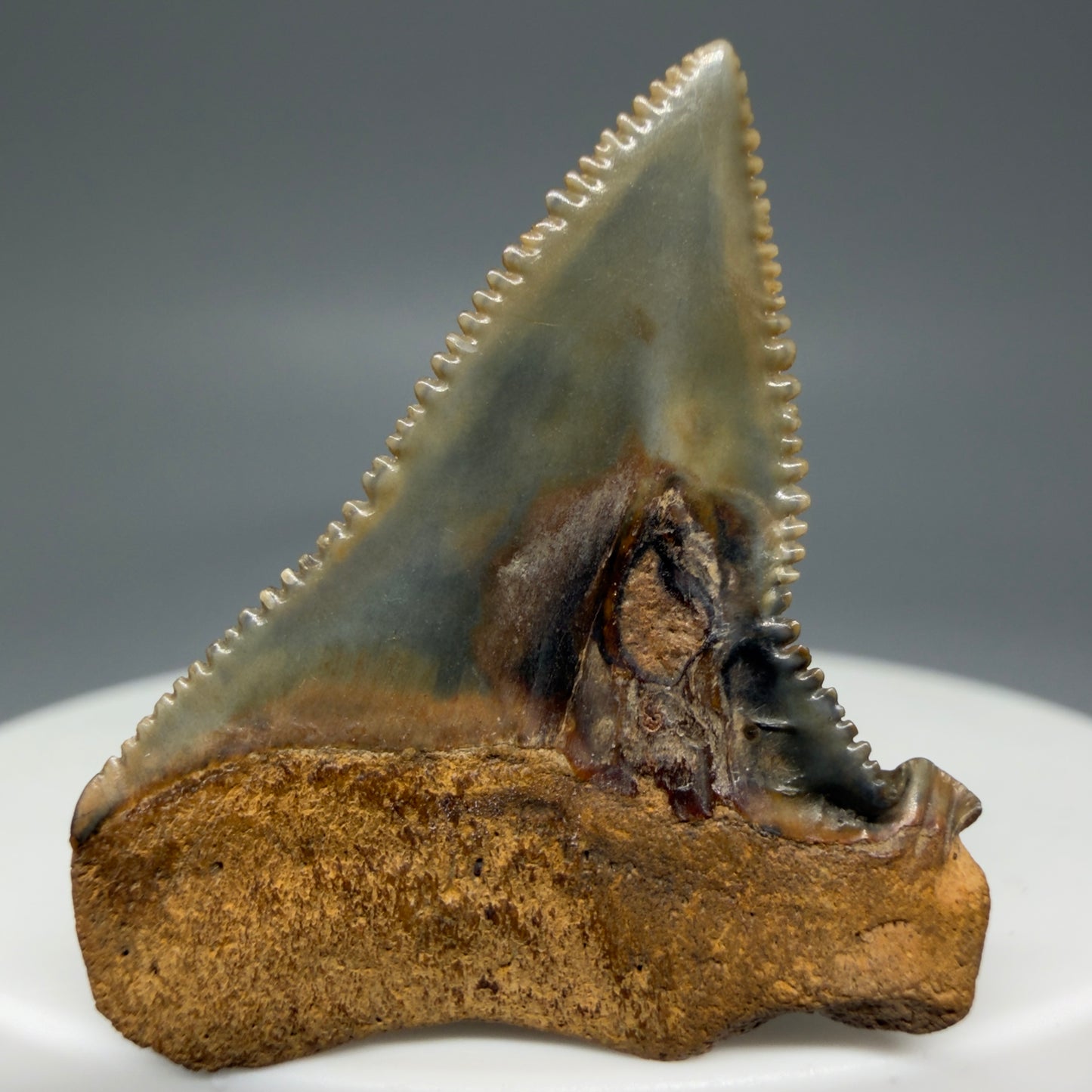 Back View Outstanding, colorful, deformed 1.31" Fossil Great White Tooth from Cooper River, SC GW1270