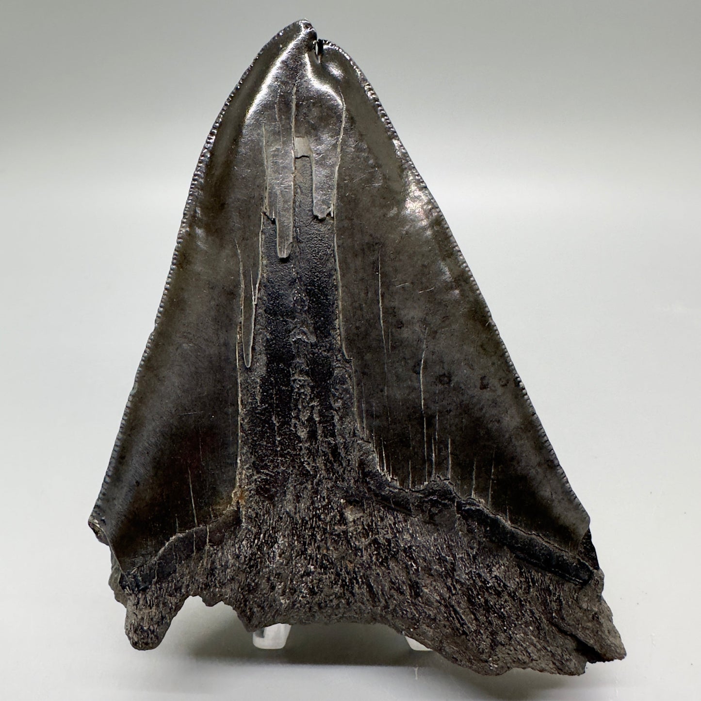 Back View  Deformed, split tip 4.71" Fossil Megalodon Tooth from South Carolina MJ159 