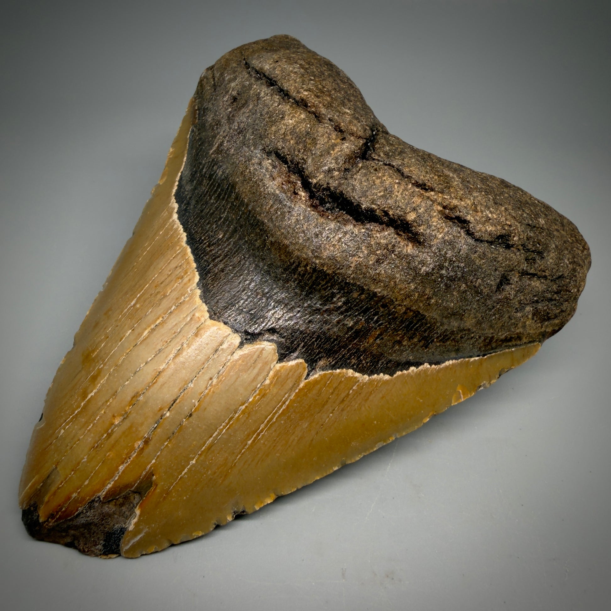 Front Right View Colorful, affordable 5.55" Authentic Megalodon Tooth – North Carolina Fossil | Carcharocles megalodon CM6167 