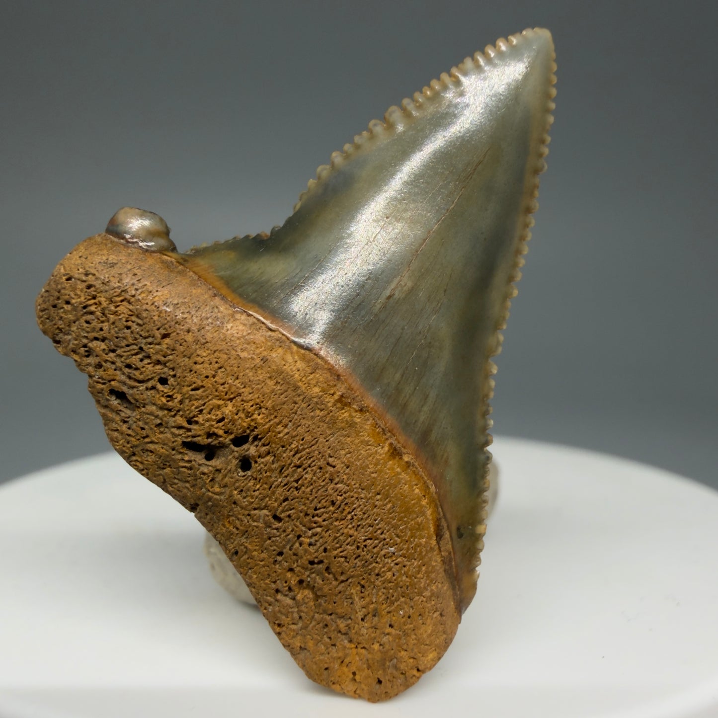 Front View Outstanding, colorful, deformed 1.31" Fossil Great White Tooth from Cooper River, SC GW1270 - 1