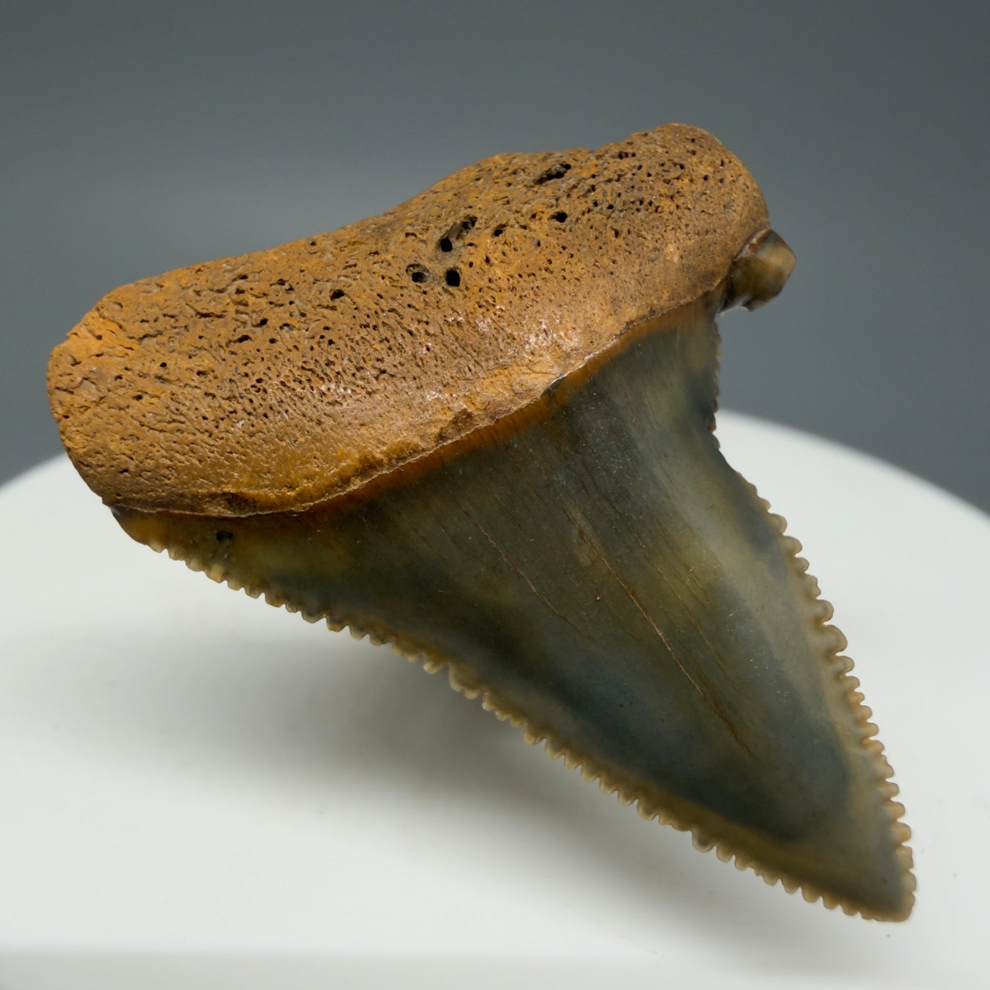 Front Right View Outstanding, colorful, deformed 1.31" Fossil Great White Tooth from Cooper River, SC GW1270 - 2