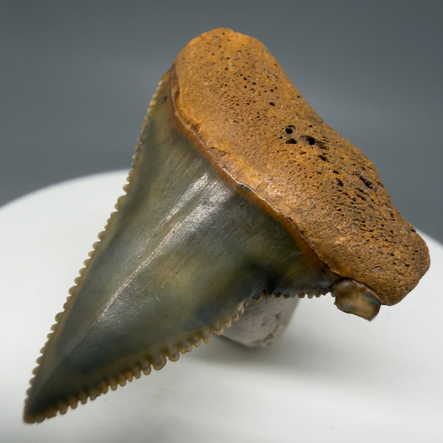 Front Left View Outstanding, colorful, deformed 1.31" Fossil Great White Tooth from Cooper River, SC GW1270