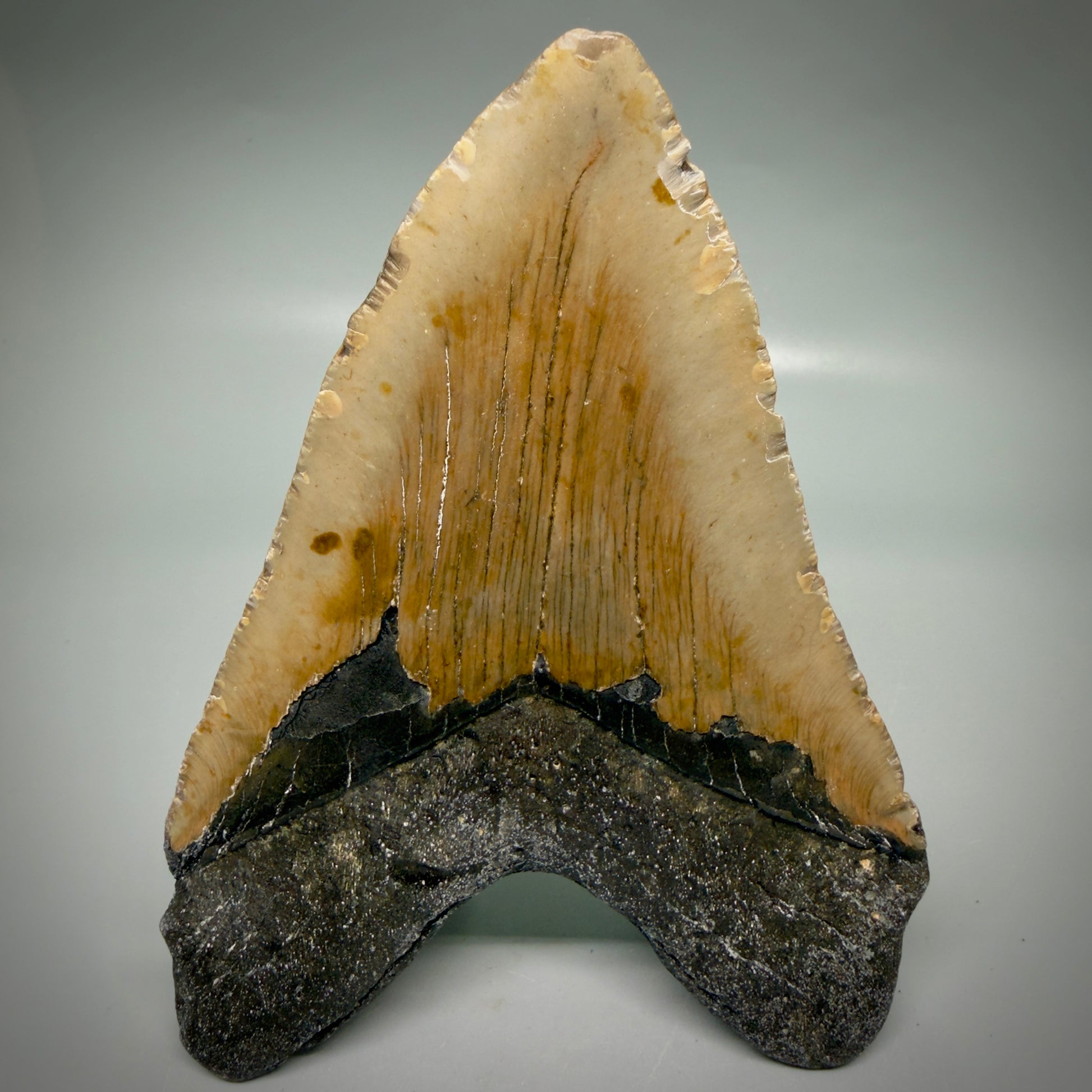 Back View Colorful 5.21" Authentic Megalodon Tooth – North Carolina Fossil | Carcharocles megalodon CM6162