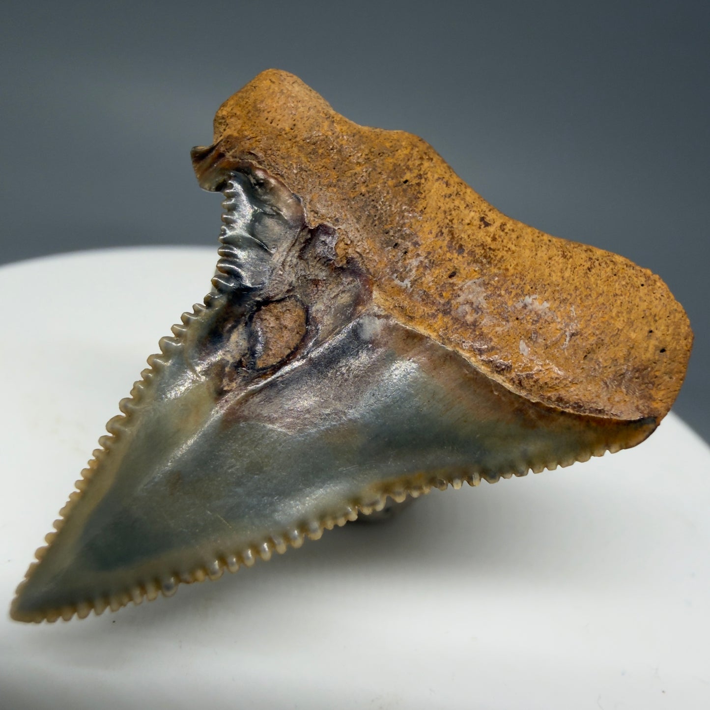 Back Right View Outstanding, colorful, deformed 1.31" Fossil Great White Tooth from Cooper River, SC GW1270