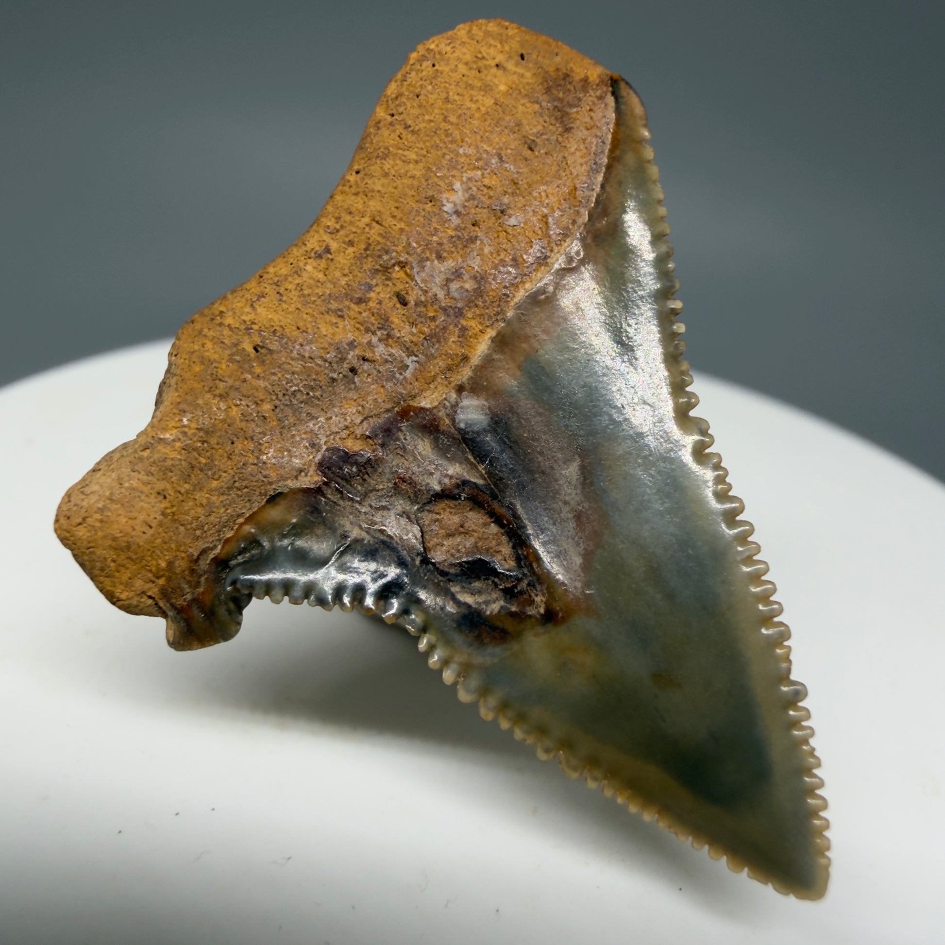 Back Left View Outstanding, colorful, deformed 1.31" Fossil Great White Tooth from Cooper River, SC GW1270