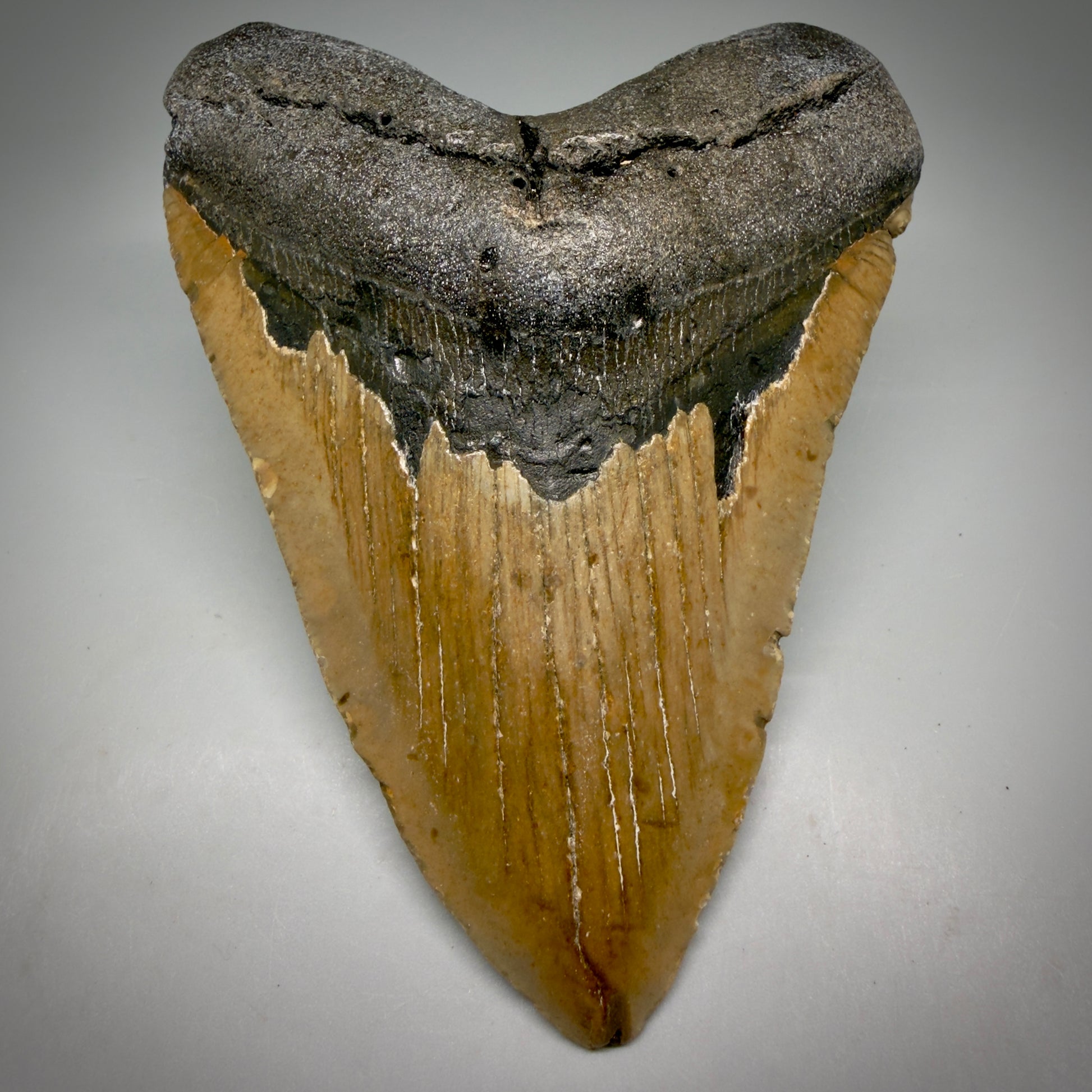 Front View Colorful 5.21" Authentic Megalodon Tooth – North Carolina Fossil | Carcharocles megalodon CM6162 - 1