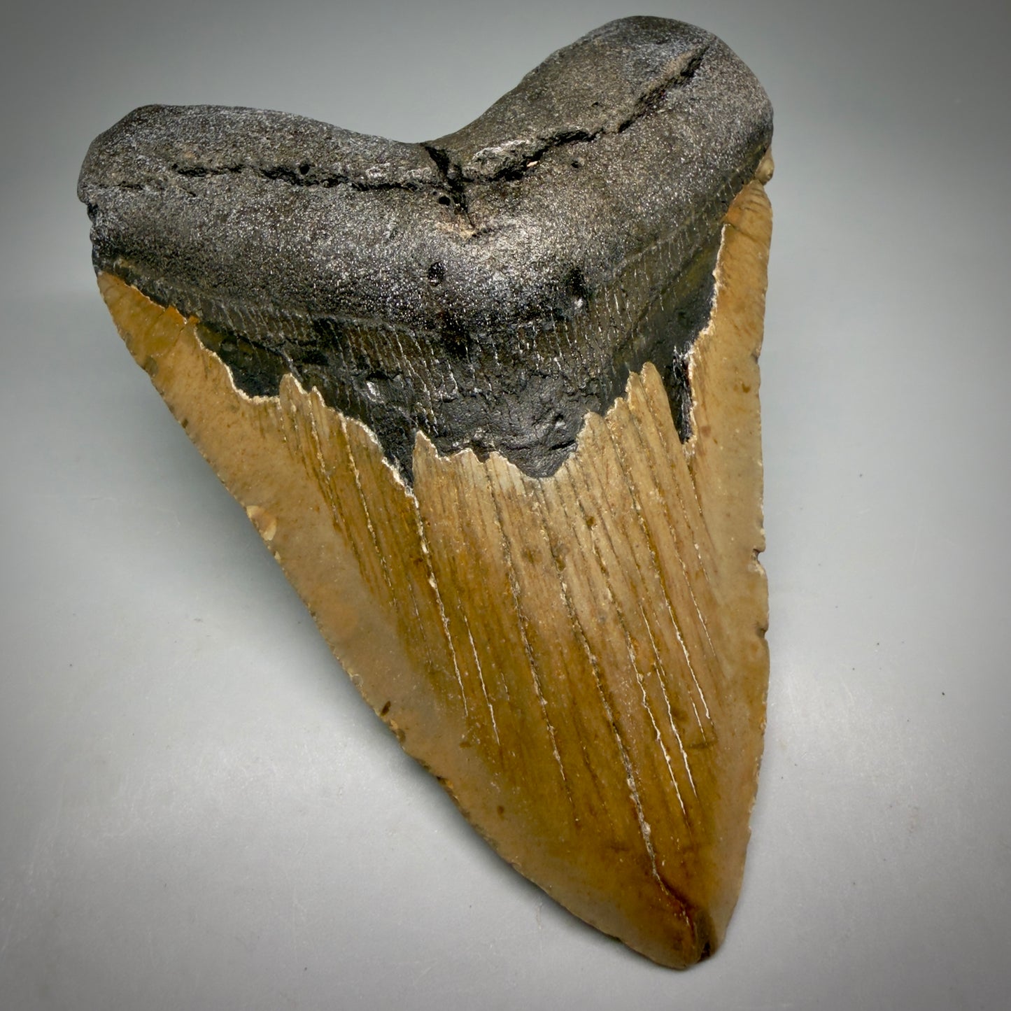 Front Left View Colorful 5.21" Authentic Megalodon Tooth – North Carolina Fossil | Carcharocles megalodon CM6162