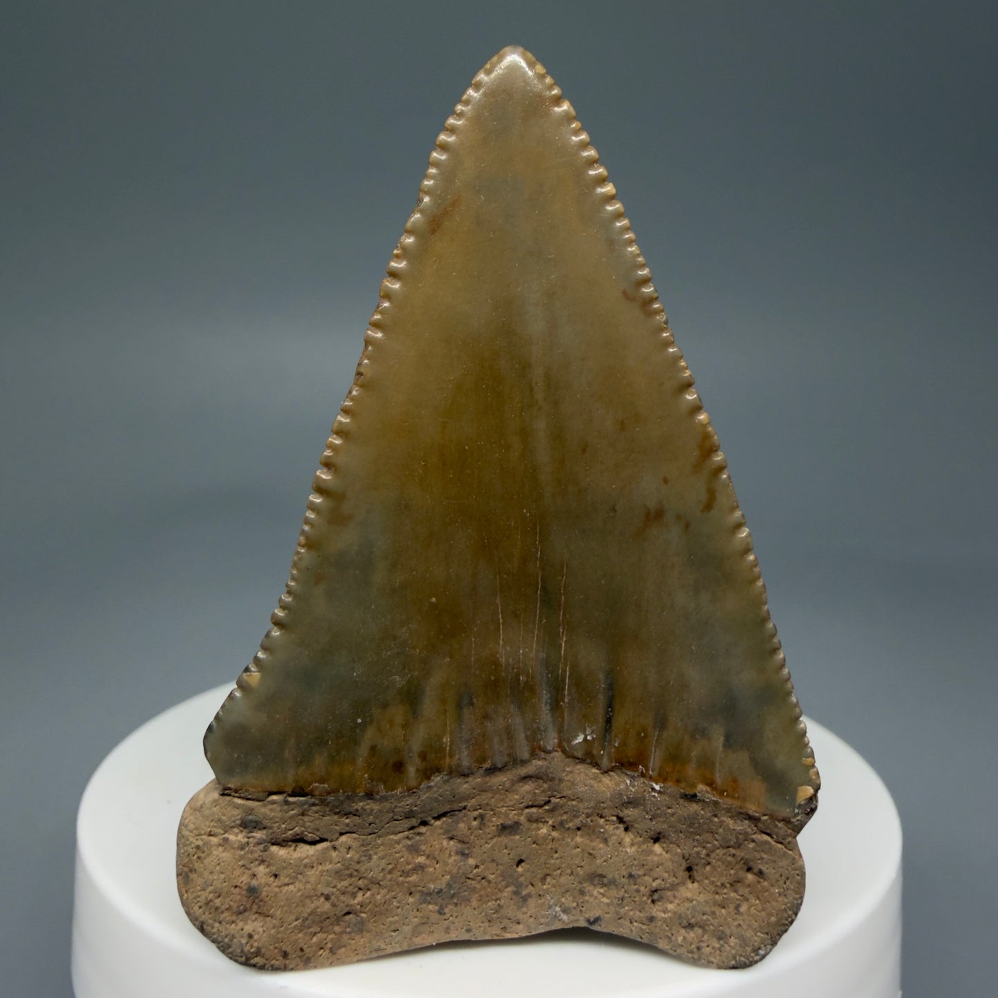 Back View 2.29" Fossil Great White Shark Tooth - Cooper River, SC - Colorful GW1271