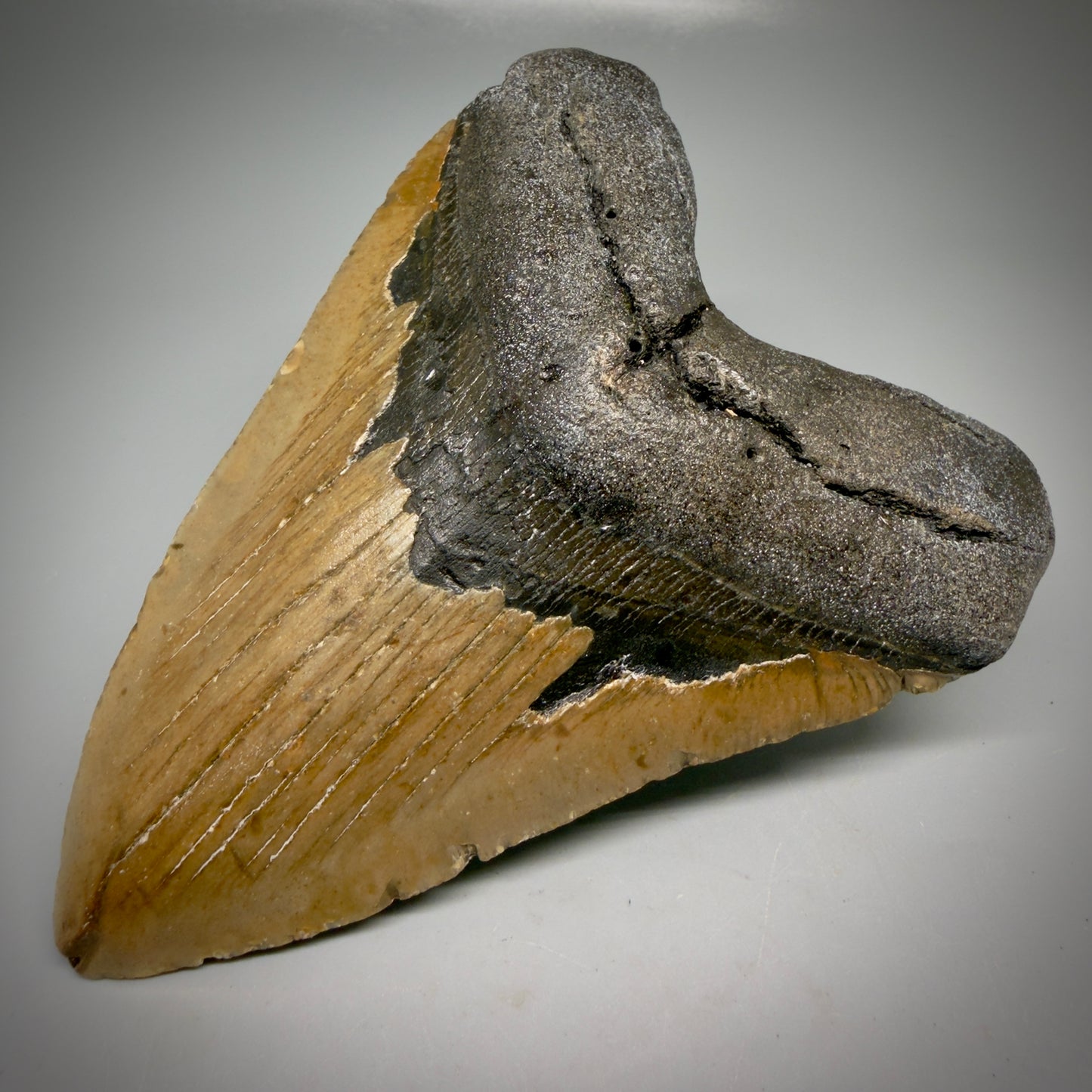 Front Right View Colorful 5.21" Authentic Megalodon Tooth – North Carolina Fossil | Carcharocles megalodon CM6162