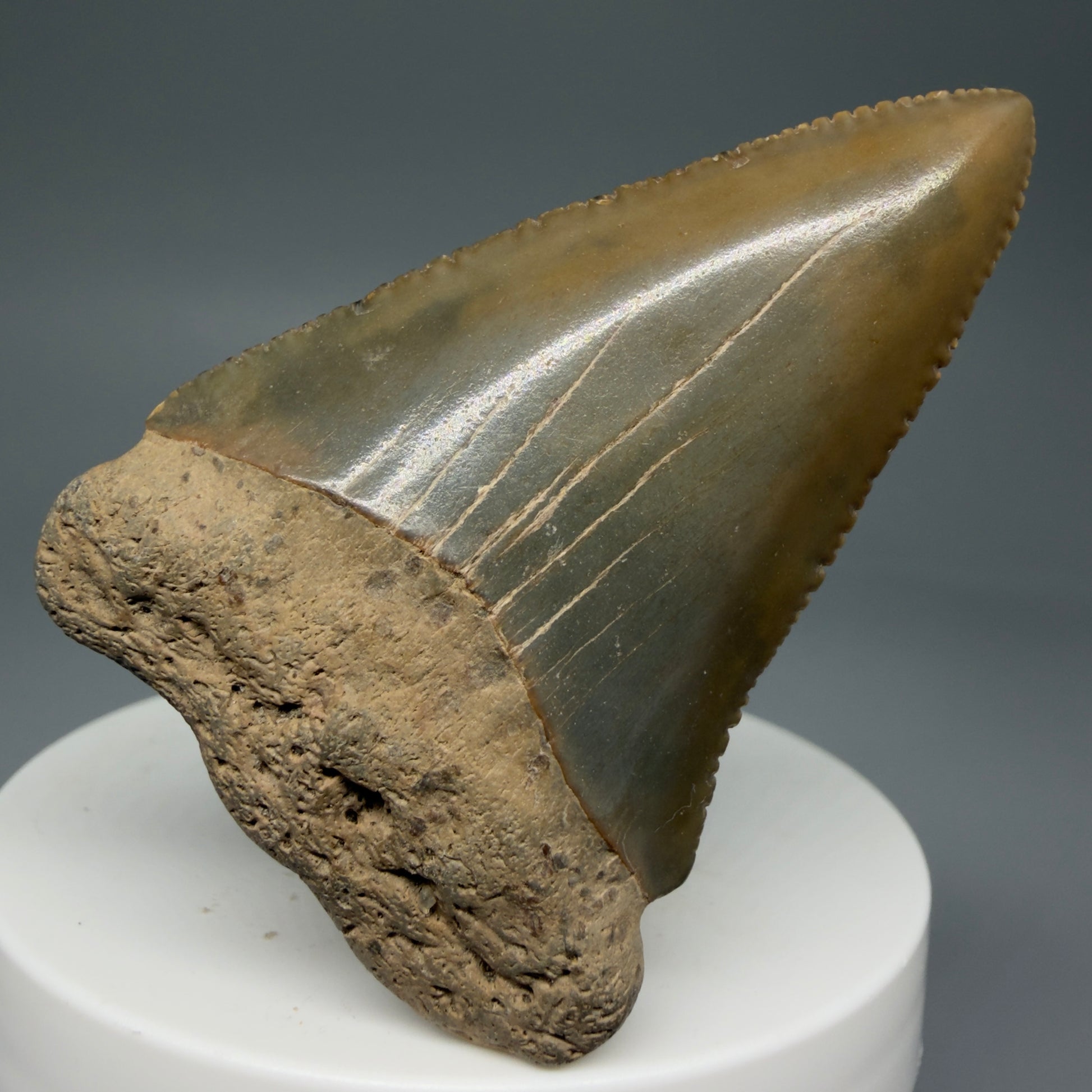 Front View 2.29" Fossil Great White Shark Tooth - Cooper River, SC - Colorful GW1271 - 1