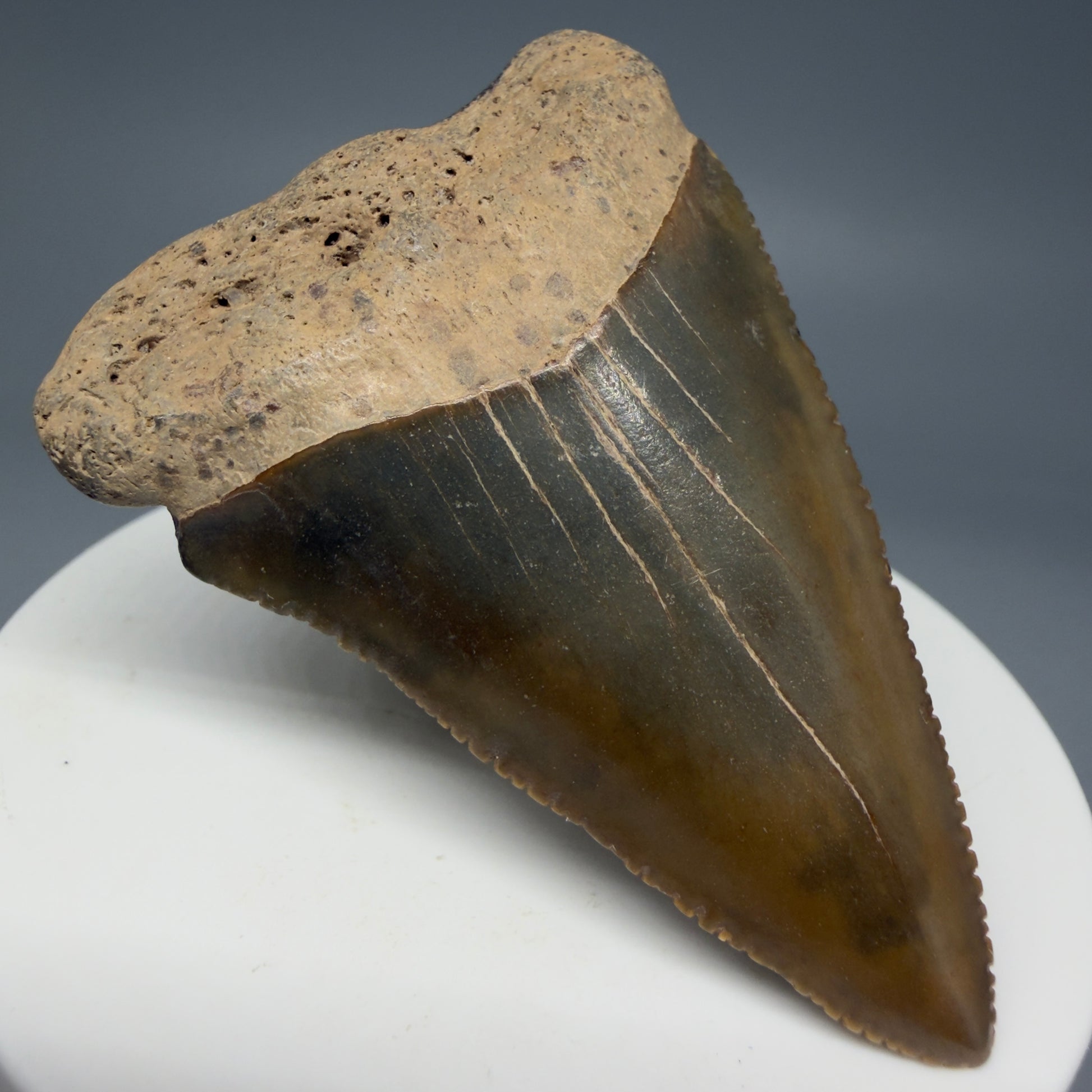 Front Left View 2.29" Fossil Great White Shark Tooth - Cooper River, SC - Colorful GW1271