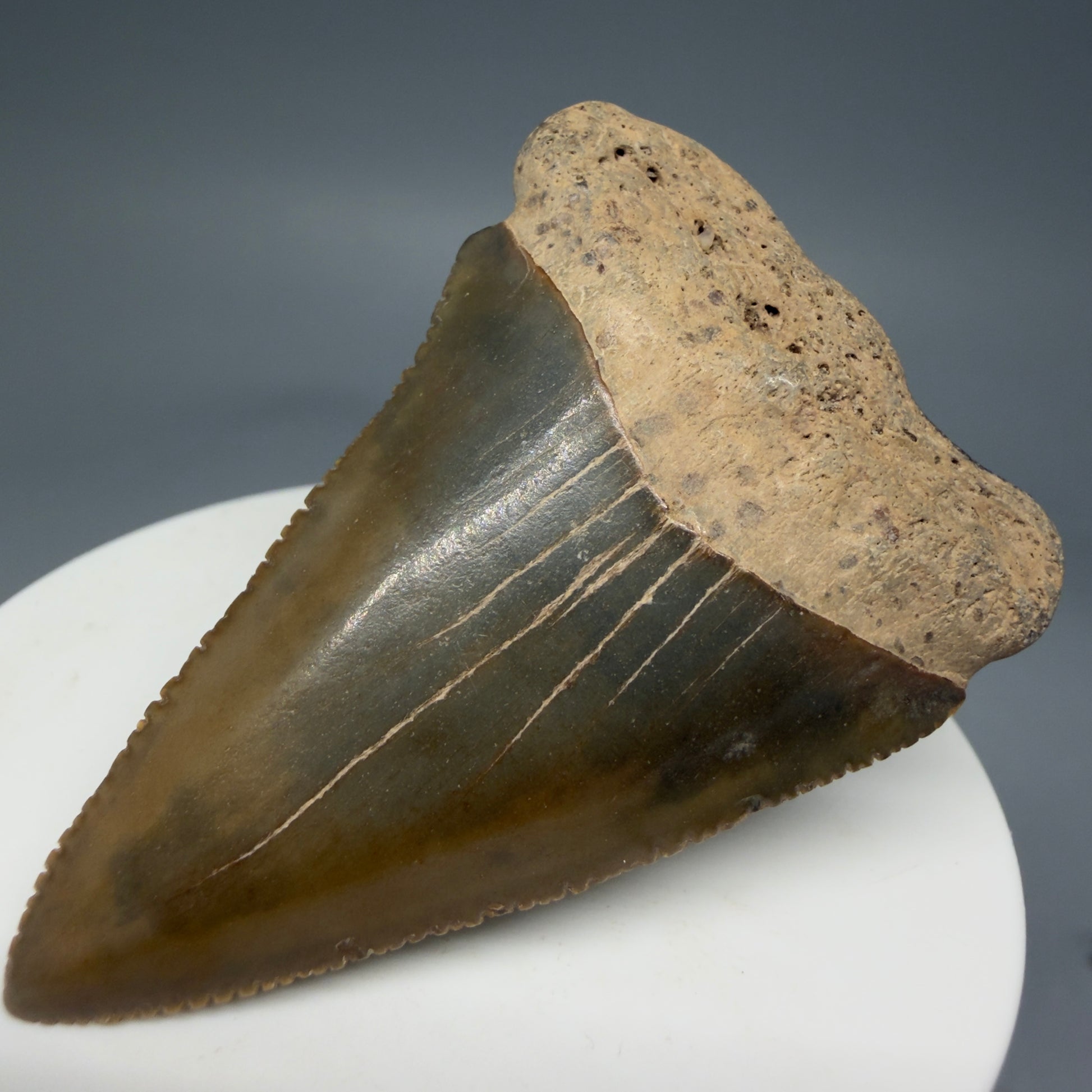 Front Right View 2.29" Fossil Great White Shark Tooth - Cooper River, SC - Colorful GW1271
