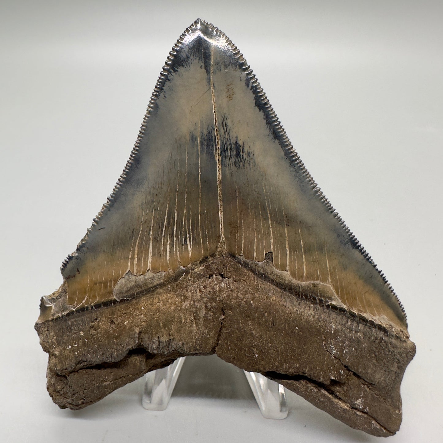 Colorful, sharply serrated Lateral 3.90" Fossil Megalodon Tooth from South Carolina MJ156 - Back