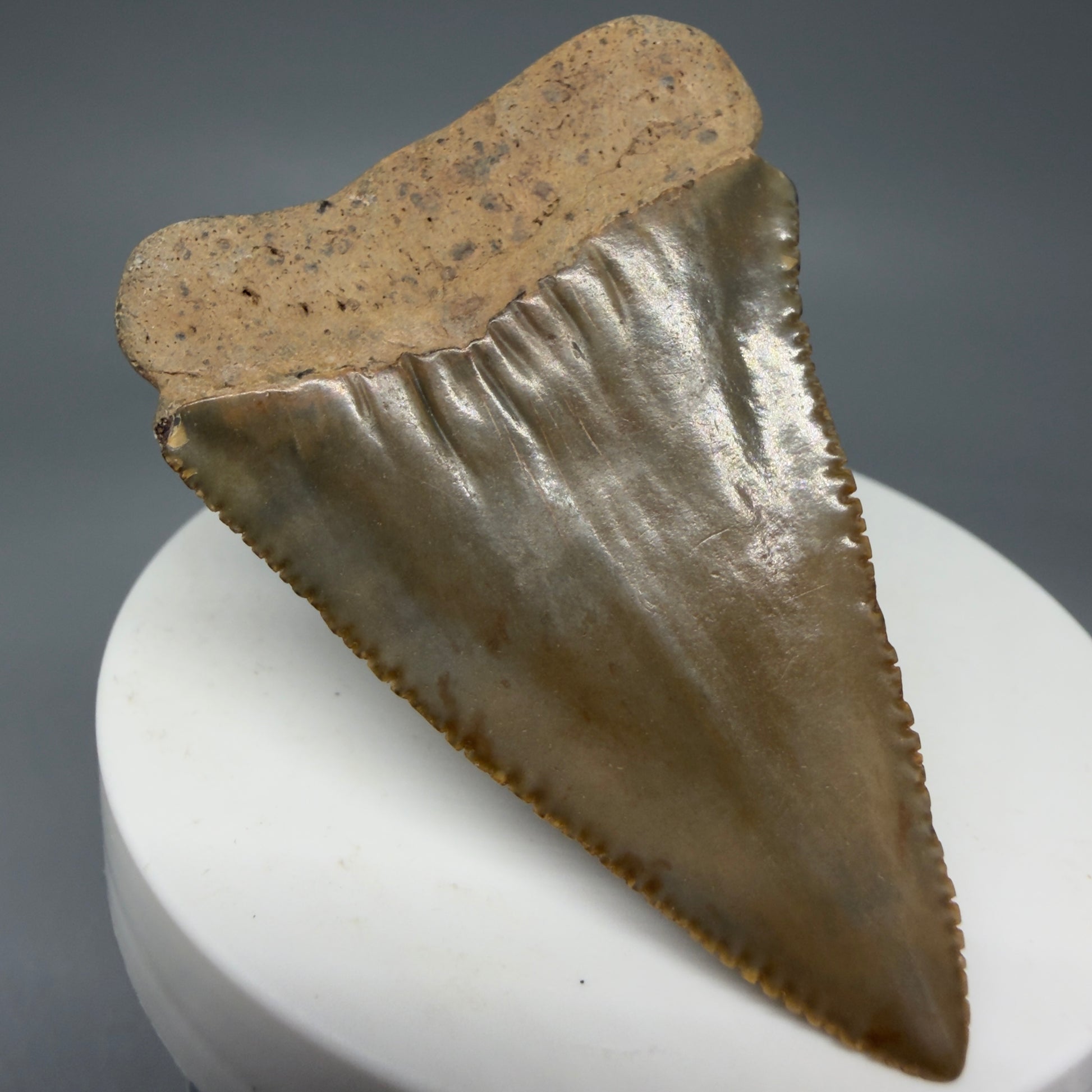 Back Left  View 2.29" Fossil Great White Shark Tooth - Cooper River, SC - Colorful GW1271