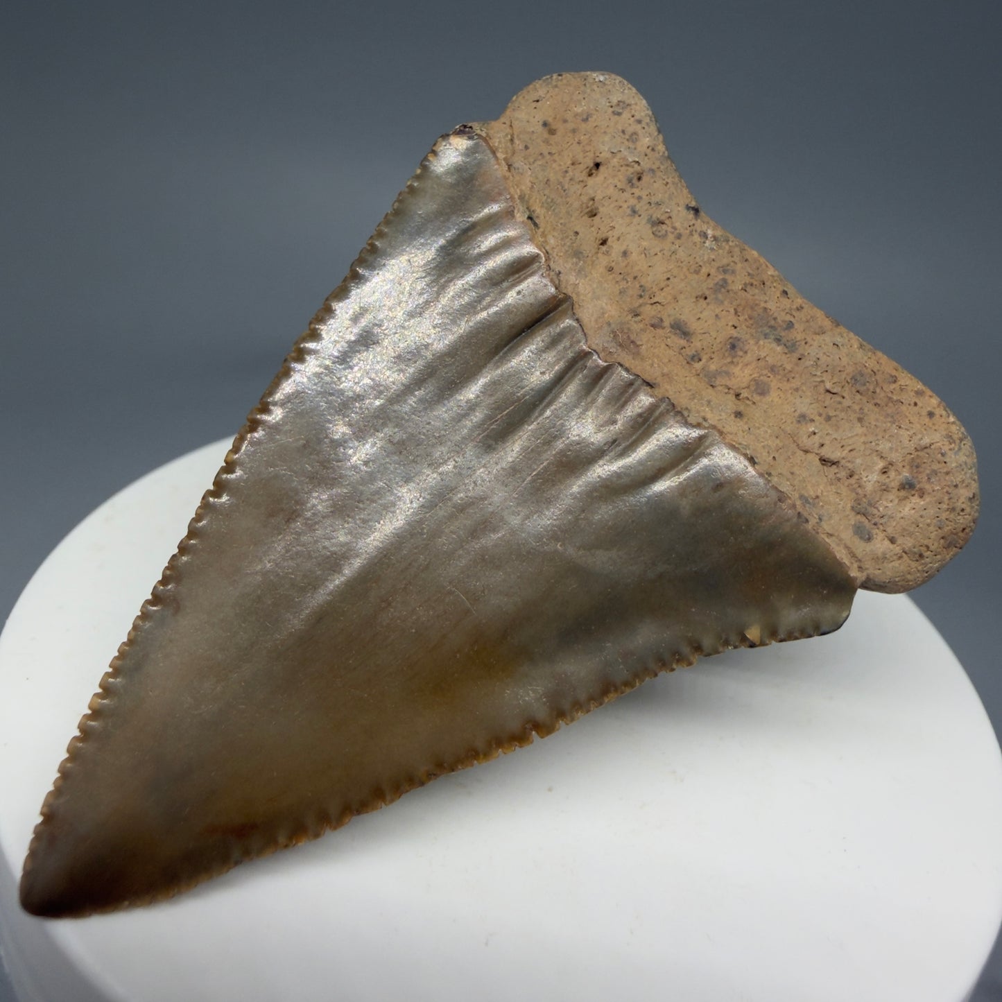 Back Right View 2.29" Fossil Great White Shark Tooth - Cooper River, SC - Colorful GW1271