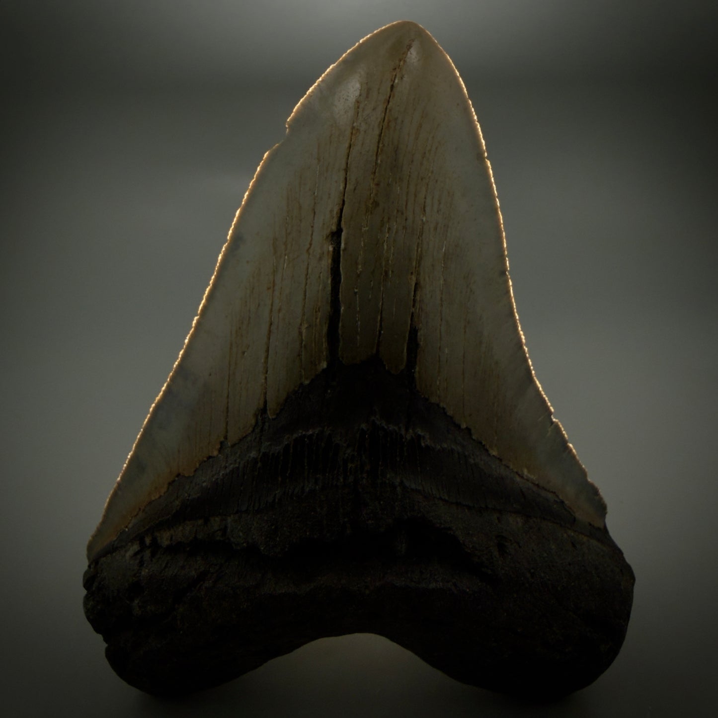 Front View Colorful 5.43" Authentic Megalodon Tooth – North Carolina Fossil | Carcharocles megalodon CM6165 - 1