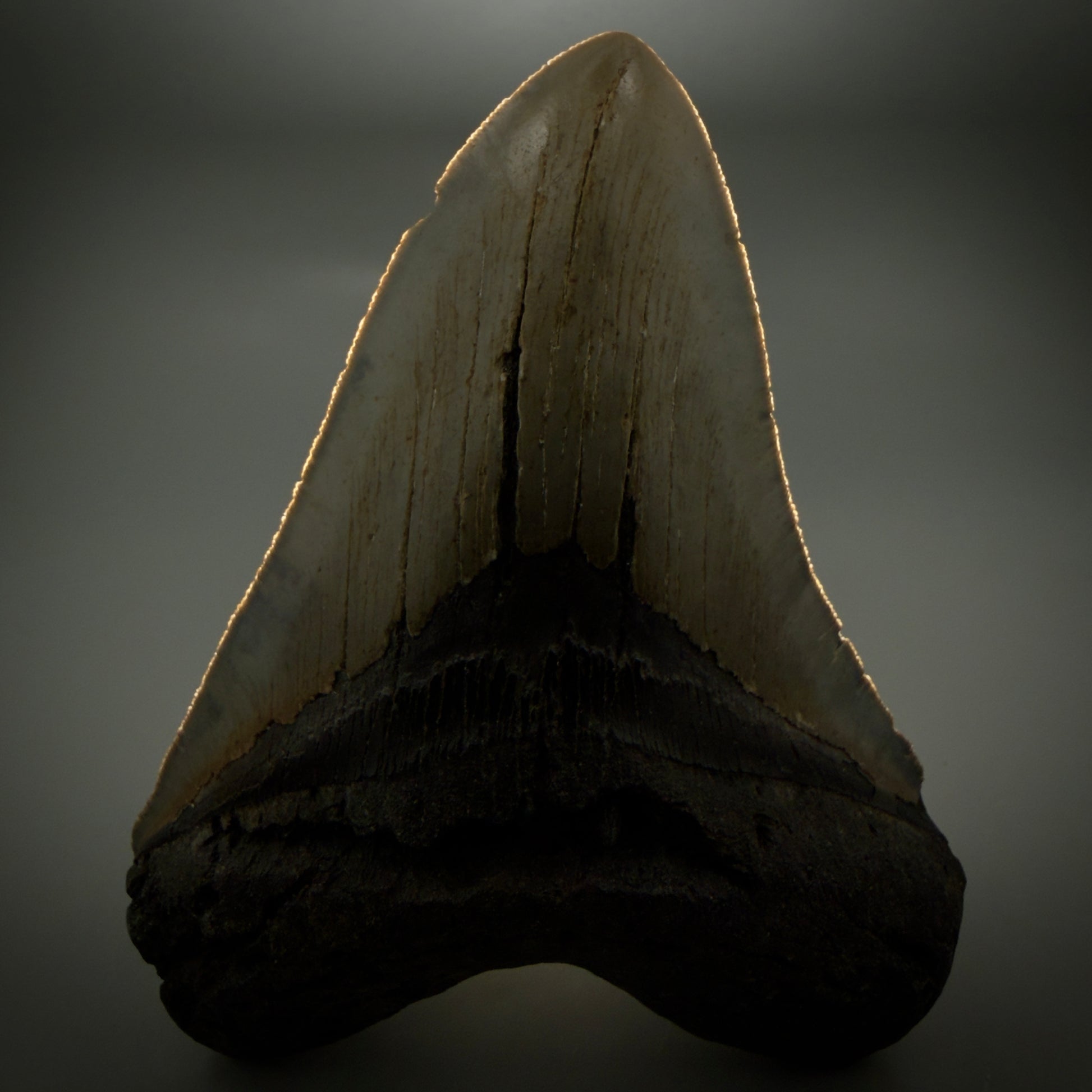 Front View Colorful 5.43" Authentic Megalodon Tooth – North Carolina Fossil | Carcharocles megalodon CM6165 - 1