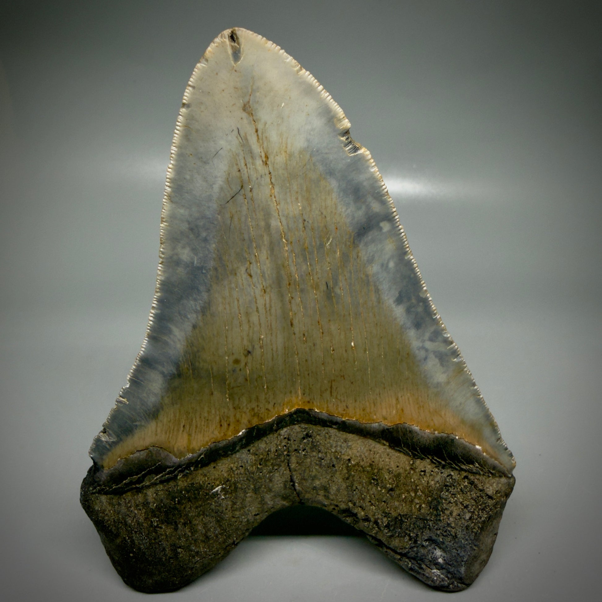 Back View Colorful 5.43" Authentic Megalodon Tooth – North Carolina Fossil | Carcharocles megalodon CM6165