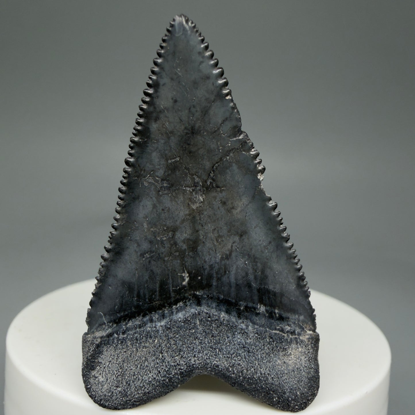 Back View Dark Colors, sharply serrated 1.93" Fossil Great White Tooth for Sale GW1269