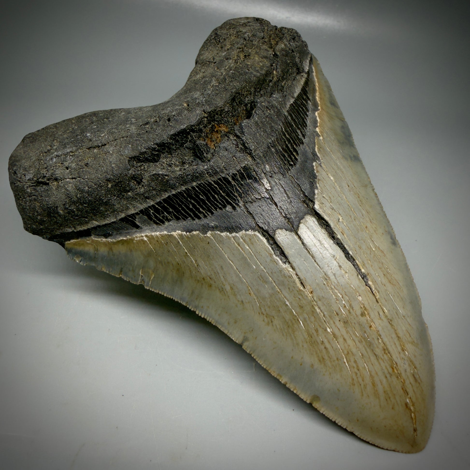 Front Left View Colorful 5.43" Authentic Megalodon Tooth – North Carolina Fossil | Carcharocles megalodon CM6165