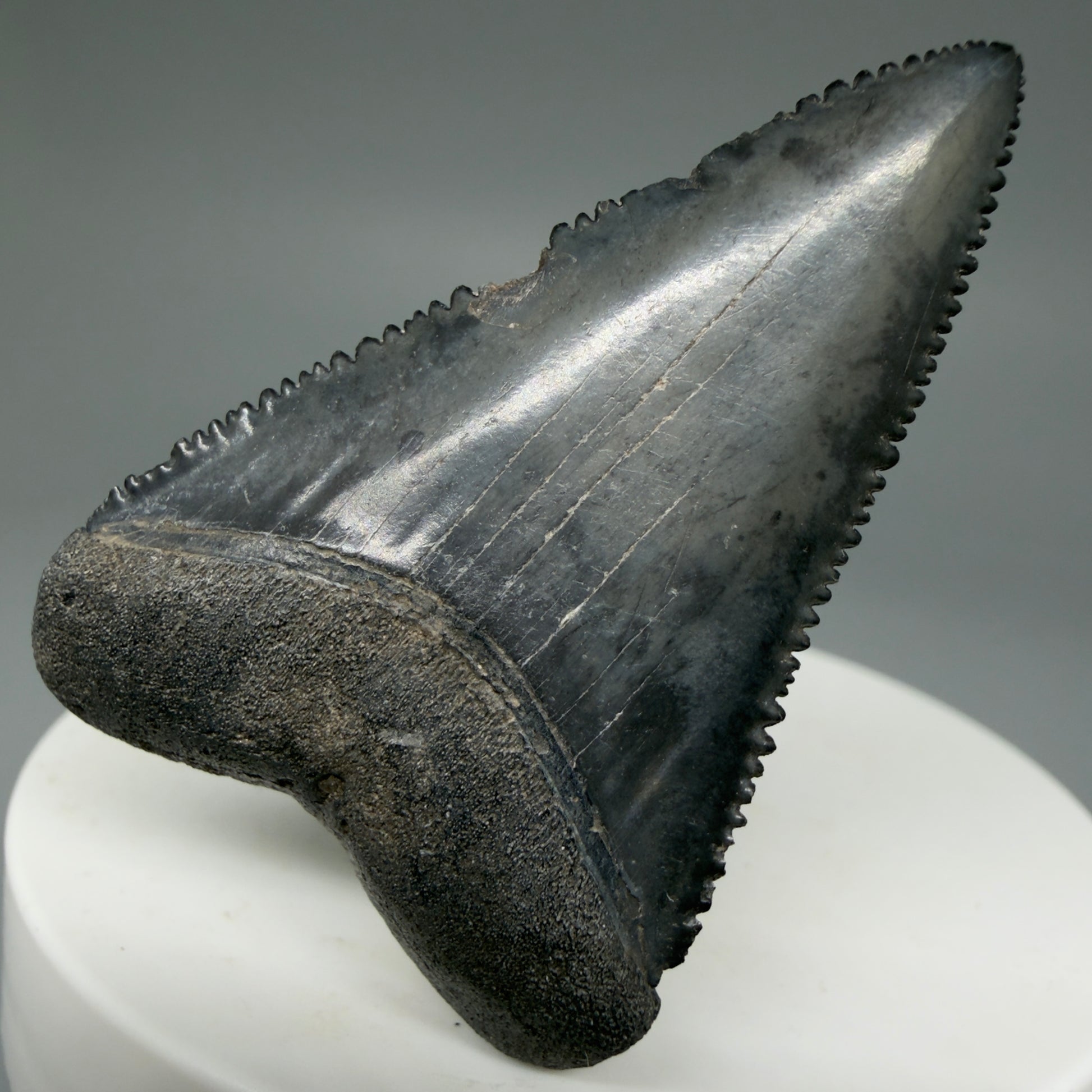 Front View Dark Colors, sharply serrated 1.93" Fossil Great White Tooth for Sale GW1269 - 1