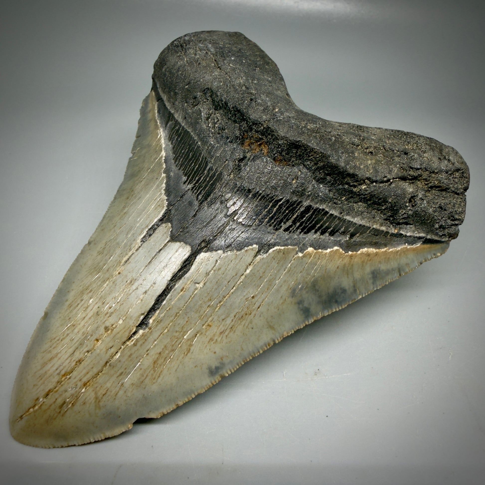 Front Right View Colorful 5.43" Authentic Megalodon Tooth – North Carolina Fossil | Carcharocles megalodon CM6165