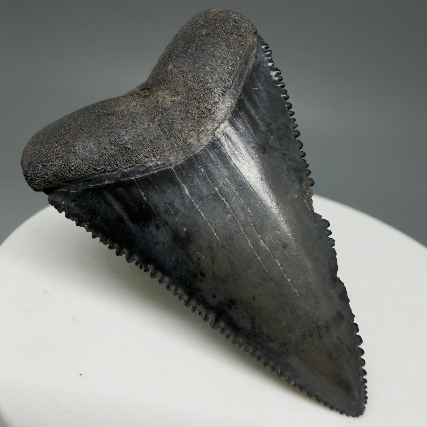 Front Left View Dark Colors, sharply serrated 1.93" Fossil Great White Tooth for Sale GW1269
