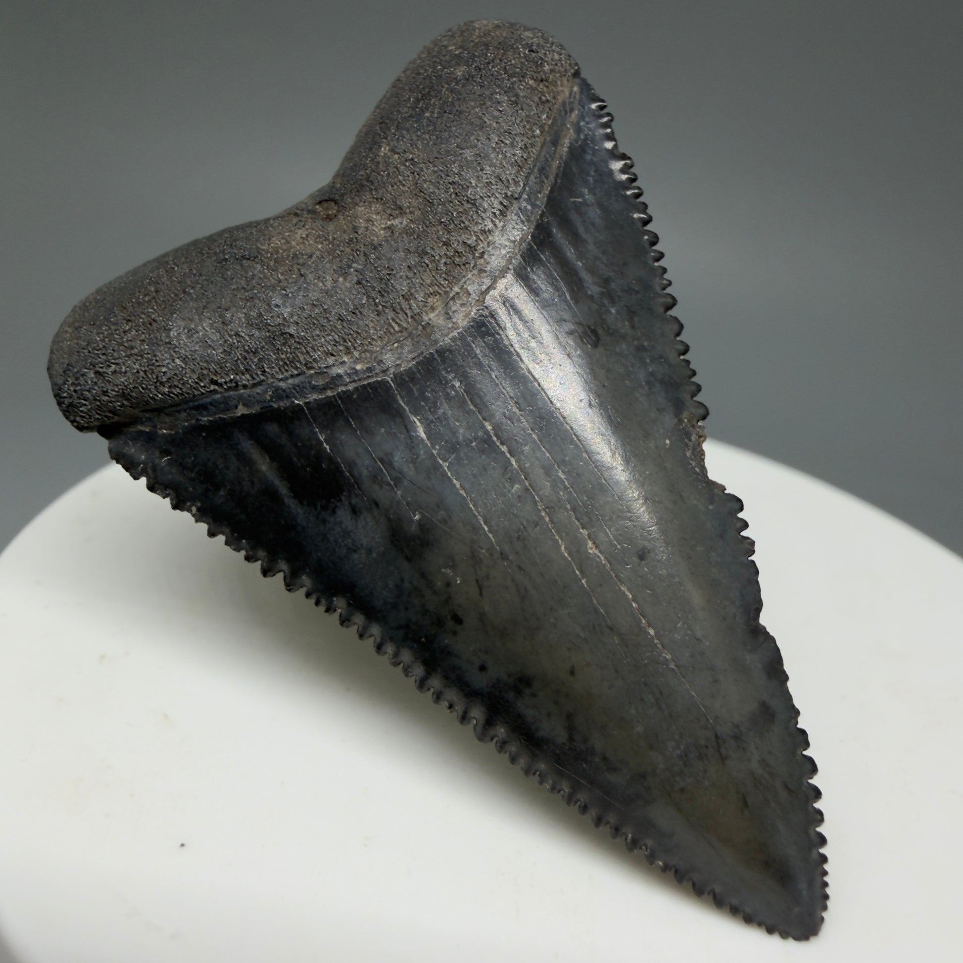 Front Left View Dark Colors, sharply serrated 1.93" Fossil Great White Tooth for Sale GW1269