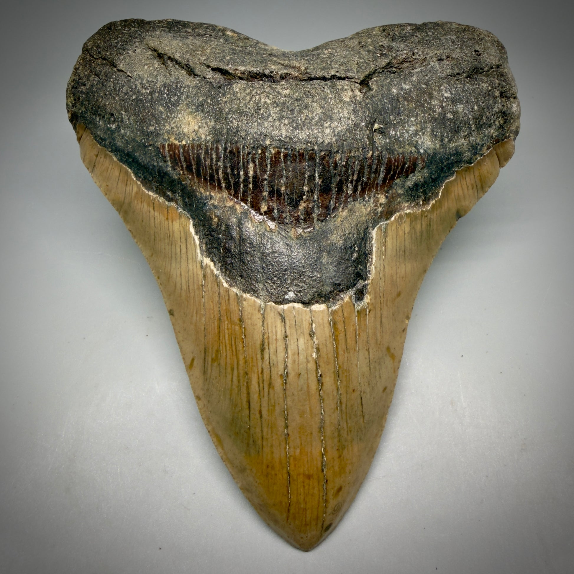 Front View Colorful, heart-shaped 5.42" Authentic Megalodon Tooth – North Carolina Fossil | Carcharocles megalodon CM6164 - 1