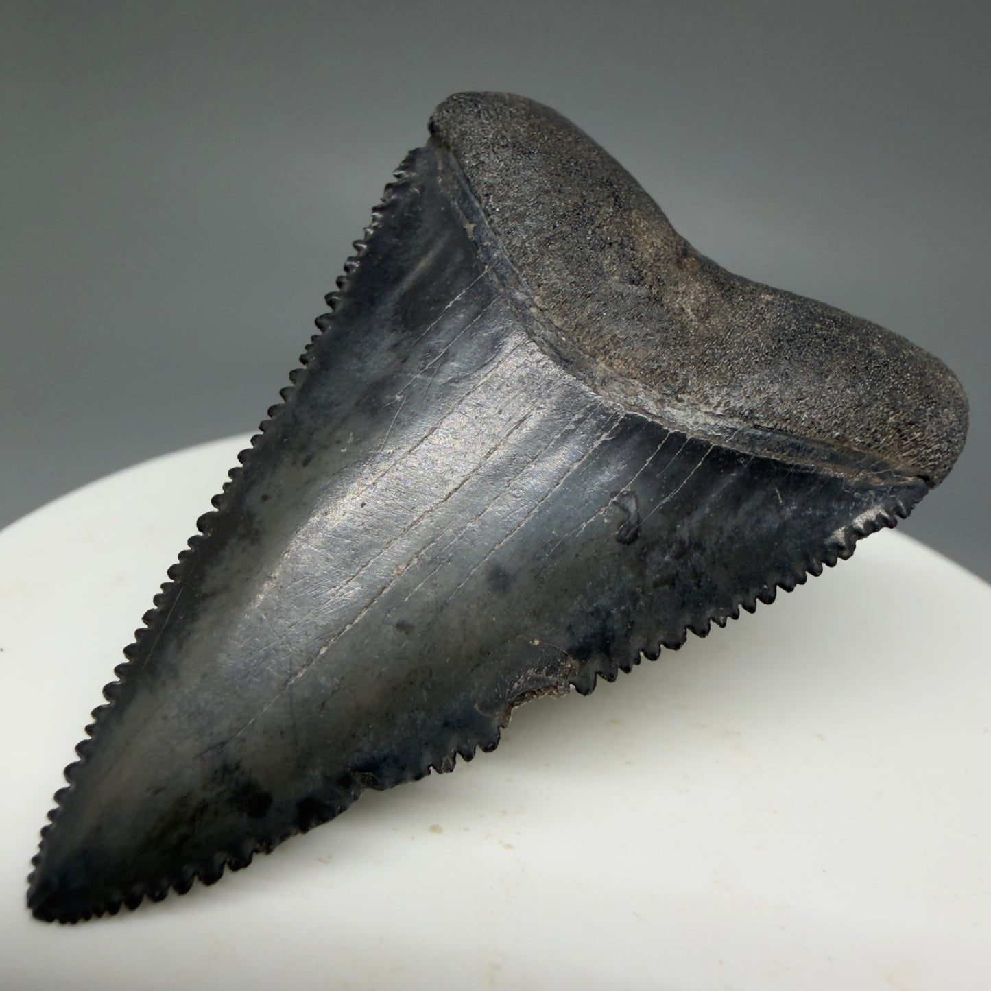 Front Right View Dark Colors, sharply serrated 1.93" Fossil Great White Tooth for Sale GW1269