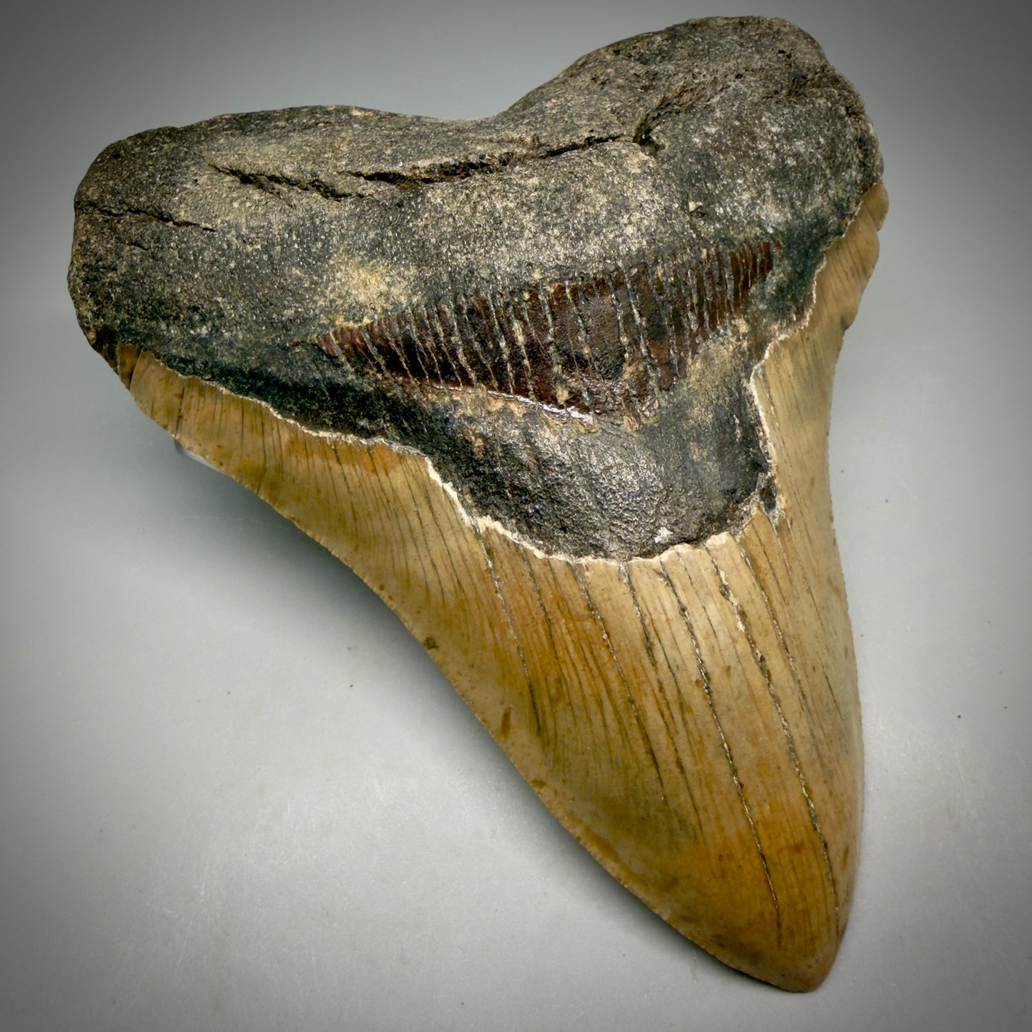 Front Left View Colorful, heart-shaped 5.42" Authentic Megalodon Tooth – North Carolina Fossil | Carcharocles megalodon CM6164