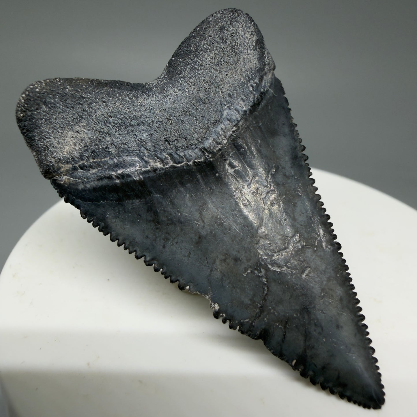 Back Left View Dark Colors, sharply serrated 1.93" Fossil Great White Tooth for Sale GW1269