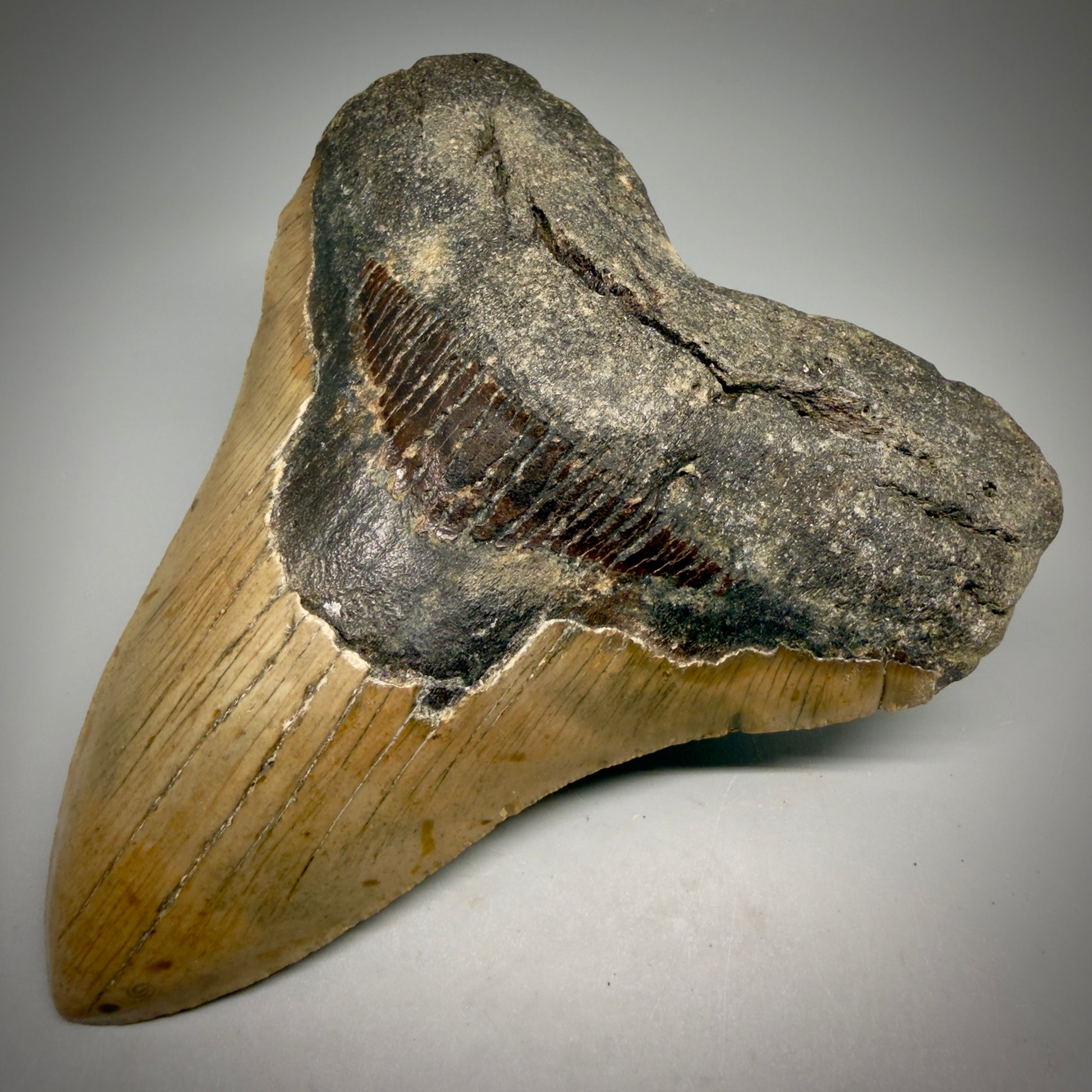 Front Right View Colorful, heart-shaped 5.42" Authentic Megalodon Tooth – North Carolina Fossil | Carcharocles megalodon CM6164