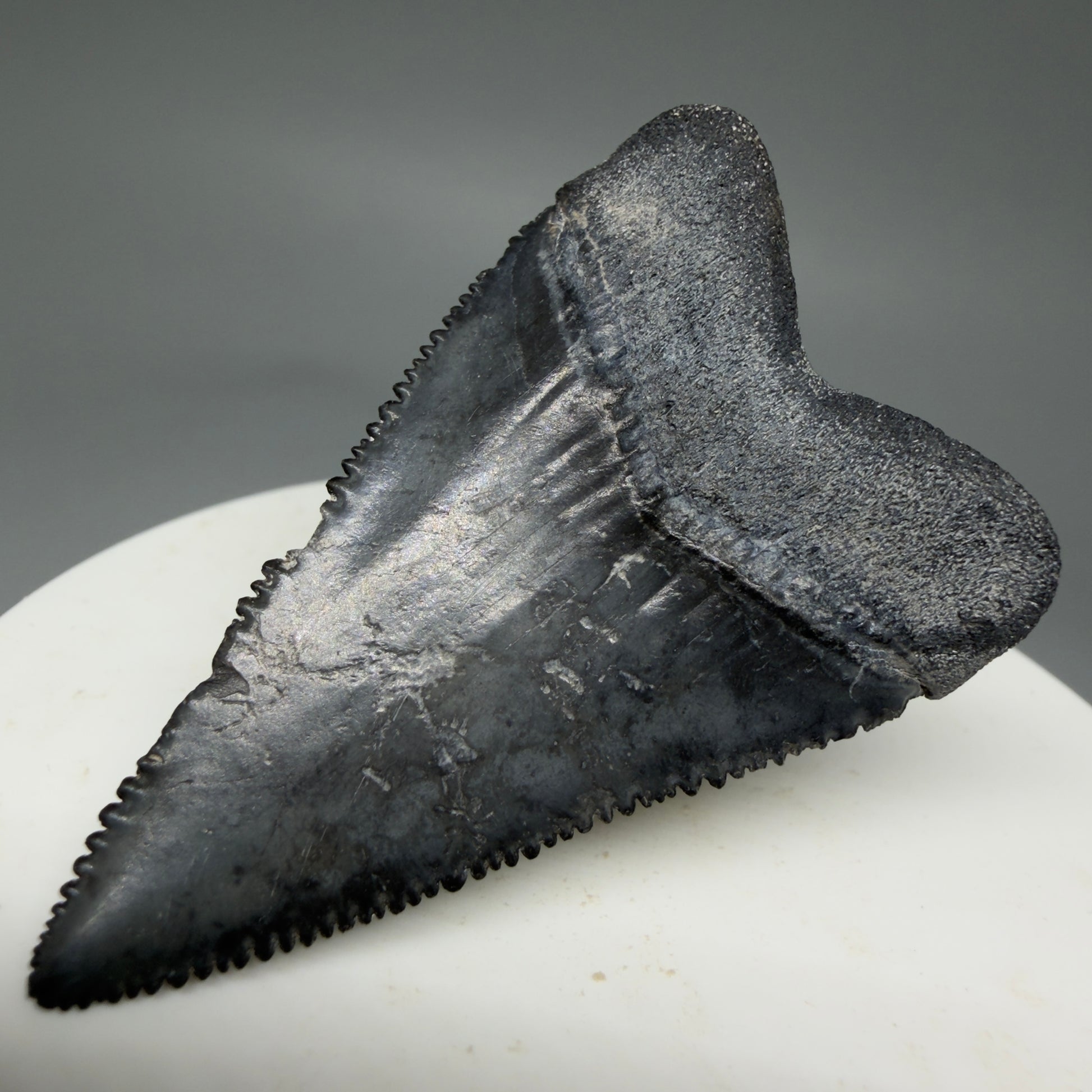 Back Right View Dark Colors, sharply serrated 1.93" Fossil Great White Tooth for Sale GW1269