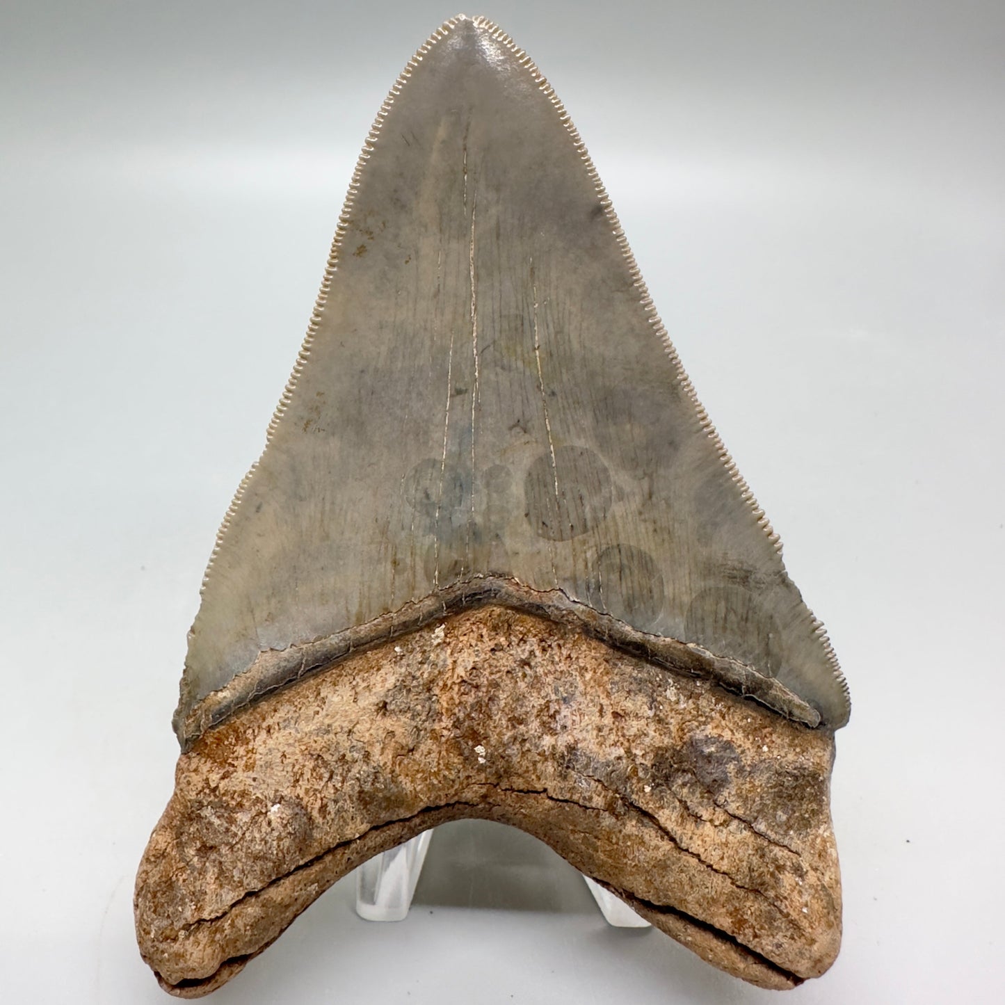 Beautiful colors and prints, sharply serrated 4.22" Fossil Megalodon Tooth from South Carolina MJ158 - Back