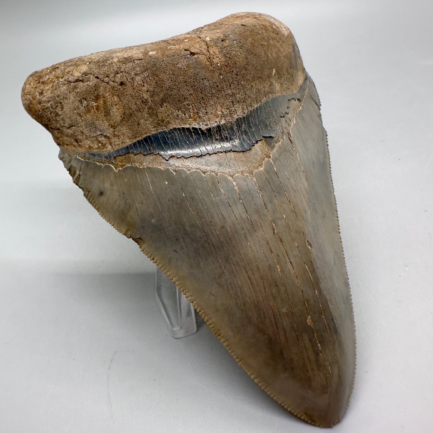 Beautiful colors and prints, sharply serrated 4.22" Fossil Megalodon Tooth from South Carolina MJ158 - Front Left