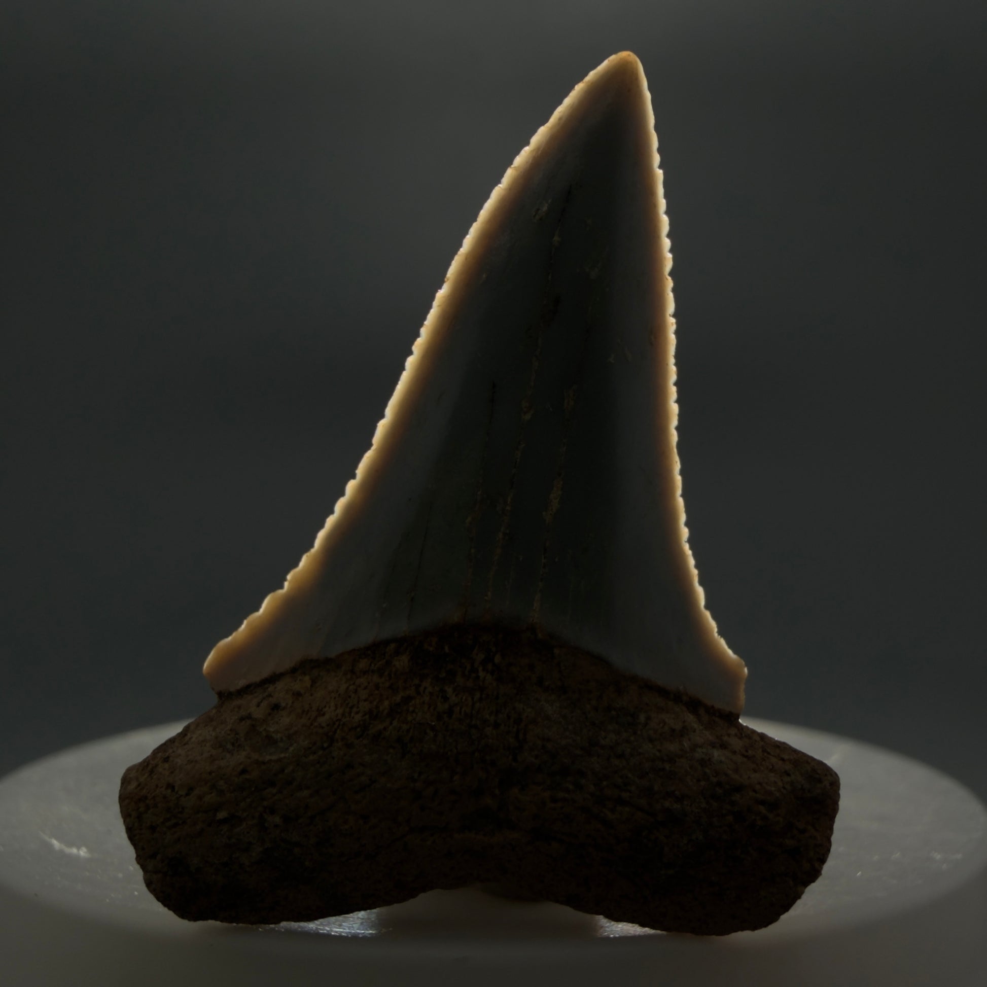 Front View Rare Location - Colorful 1.67" Fossil Great White Shark Tooth from Oceanside, California GW126  - 1