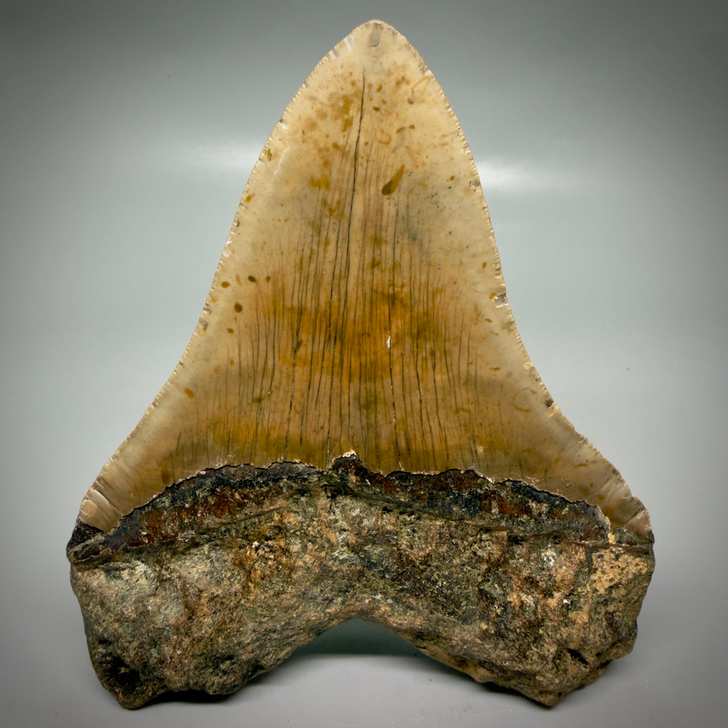 Back View Colorful, heart-shaped 5.42" Authentic Megalodon Tooth – North Carolina Fossil | Carcharocles megalodon CM6164