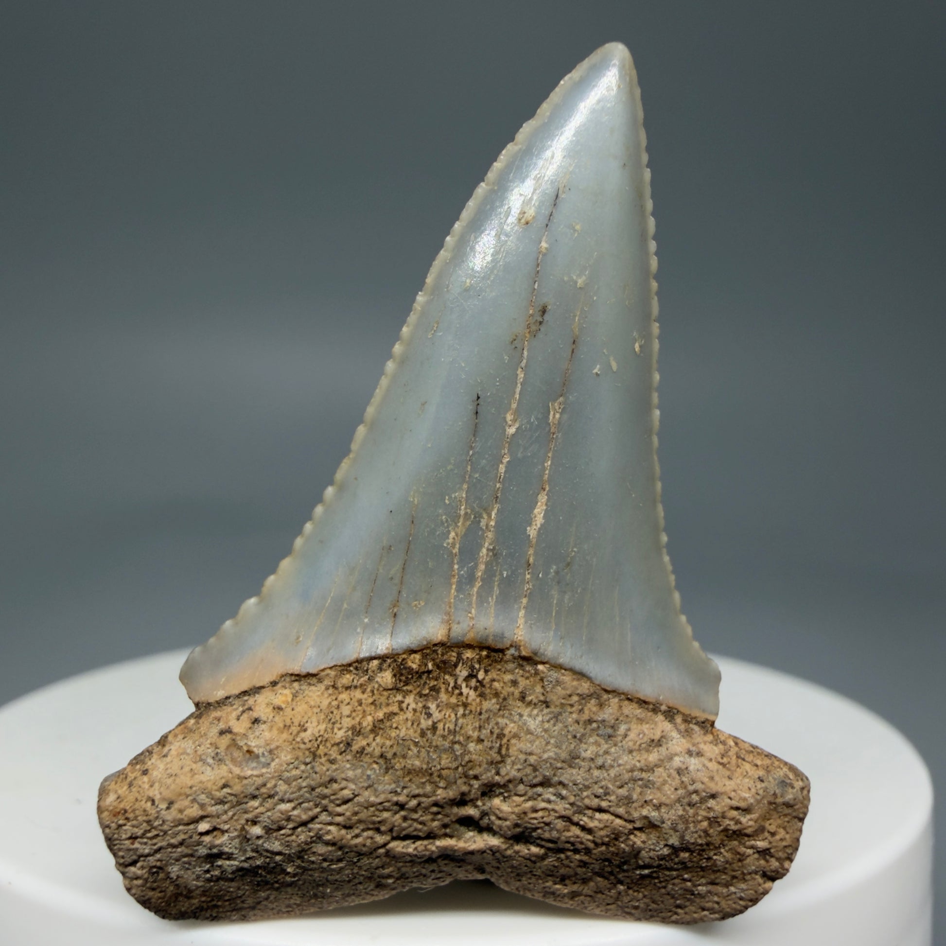 Front View Rare Location - Colorful 1.67" Fossil Great White Shark Tooth from Oceanside, California GW126  - 3