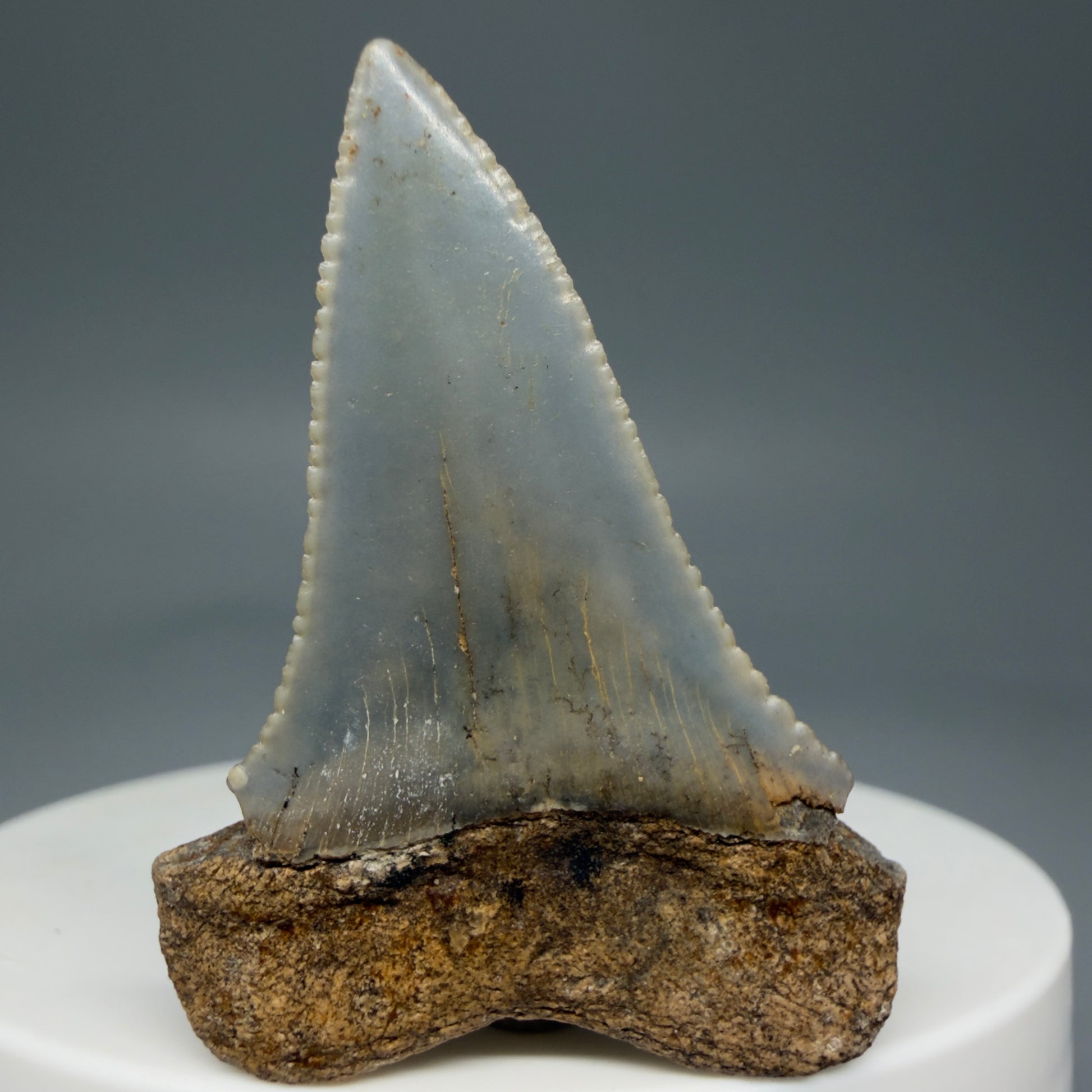 Back View Rare Location - Colorful 1.67" Fossil Great White Shark Tooth from Oceanside, California GW126 